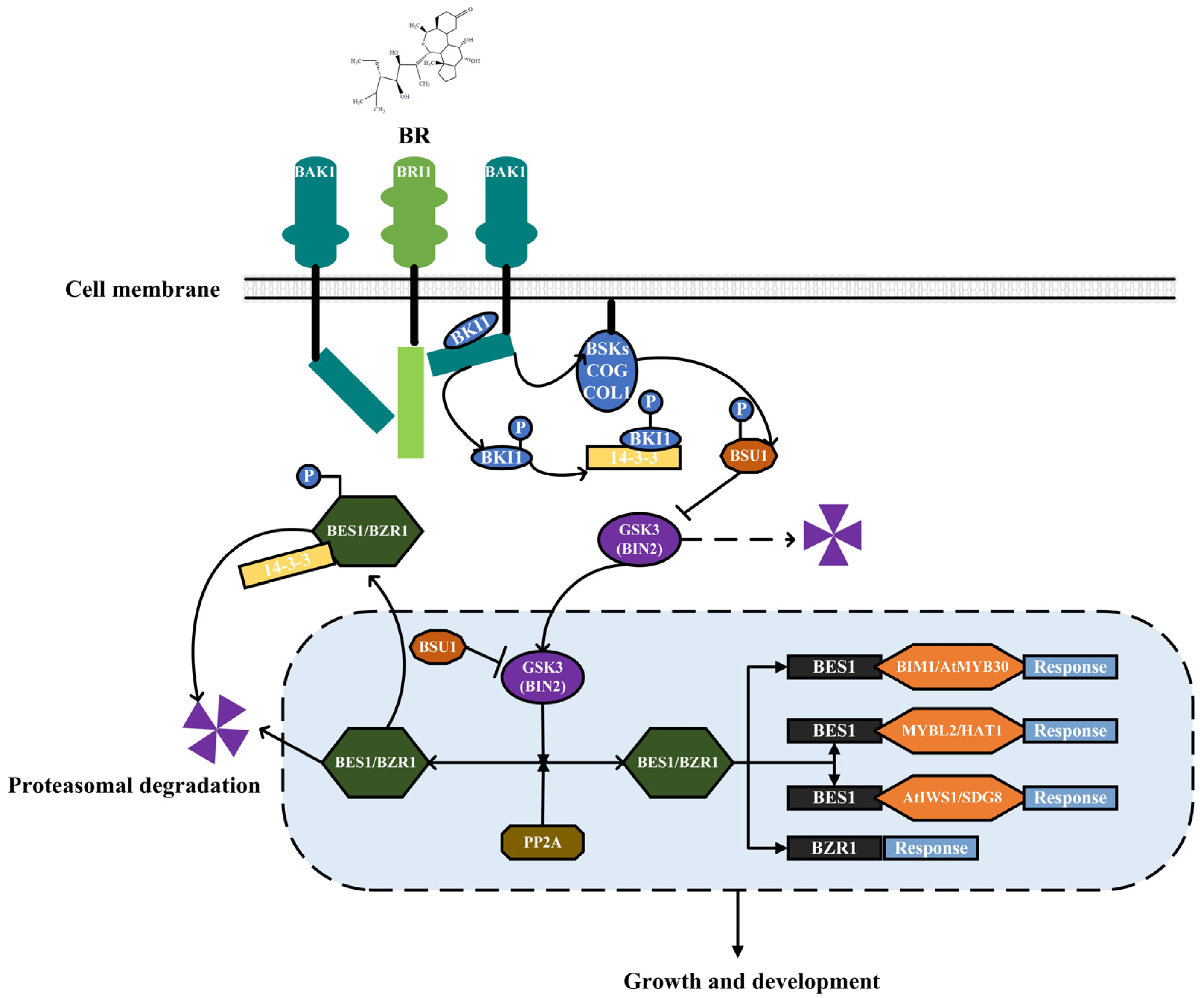 Ijms 24 00445 g002 Ijms 24 00445 g002