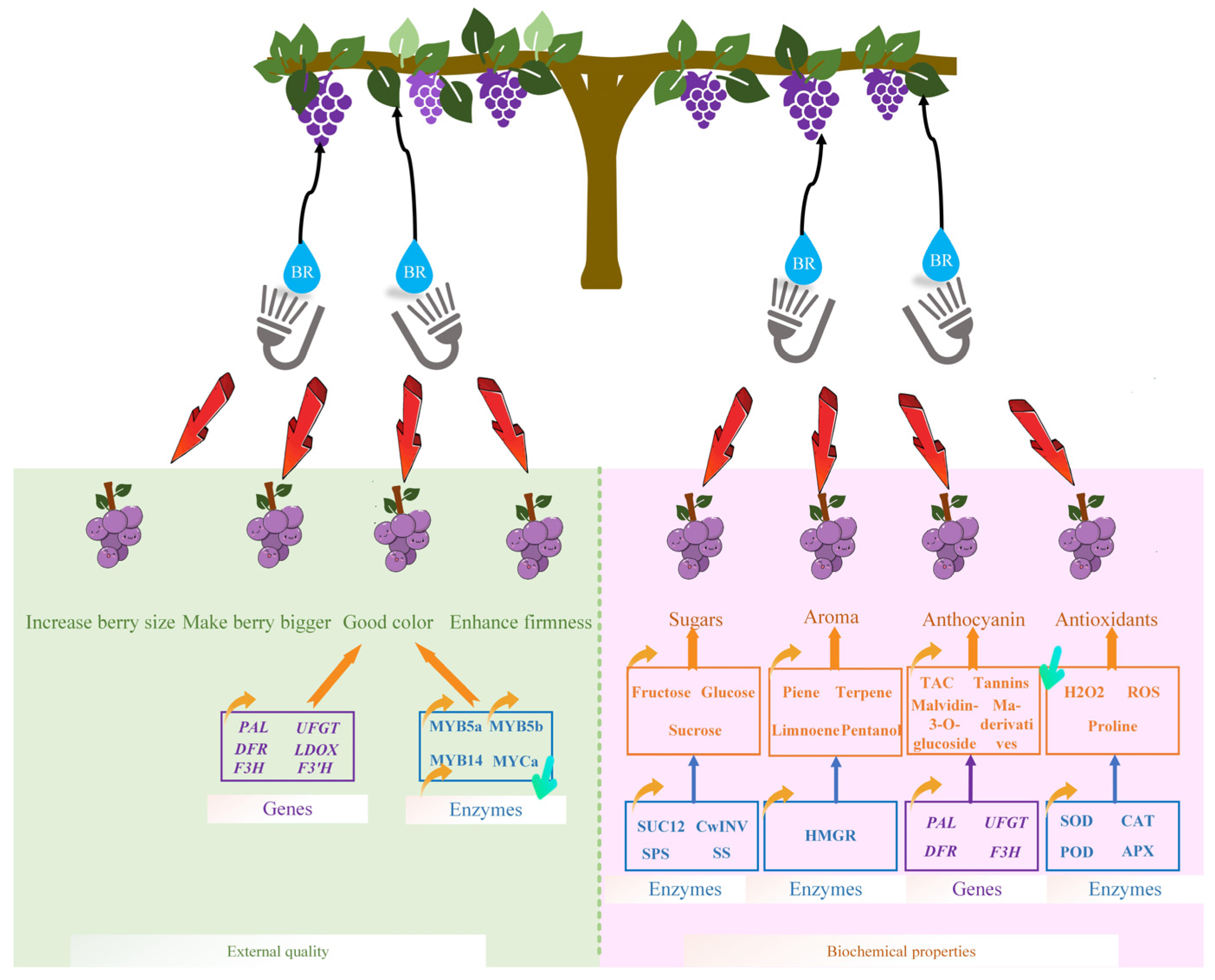 Ijms 24 00445 g003 Ijms 24 00445 g003