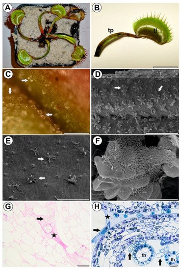 Stereoscope and scanning electron microscope images of trichomes on