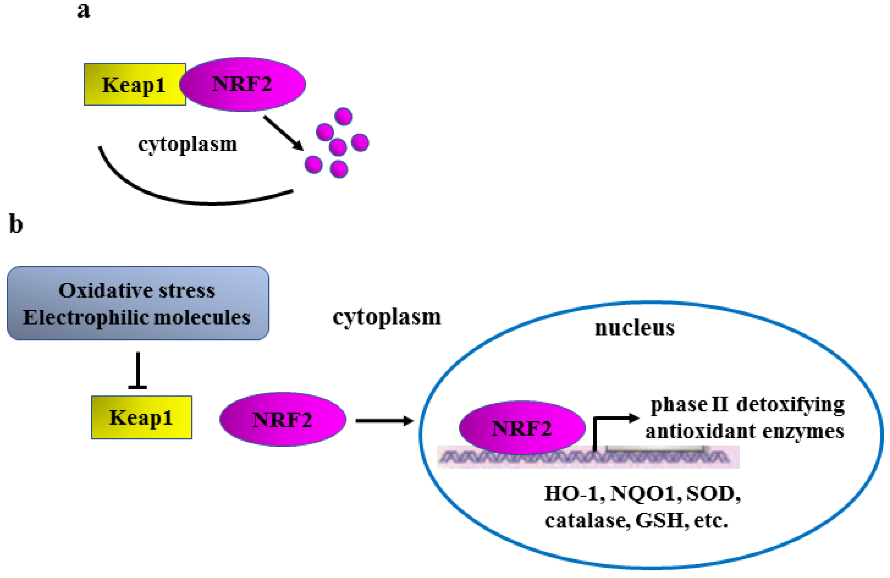 IJMS | Free Full-Text | NRF2 in Cancer: Cross-Talk with Oncogenic 