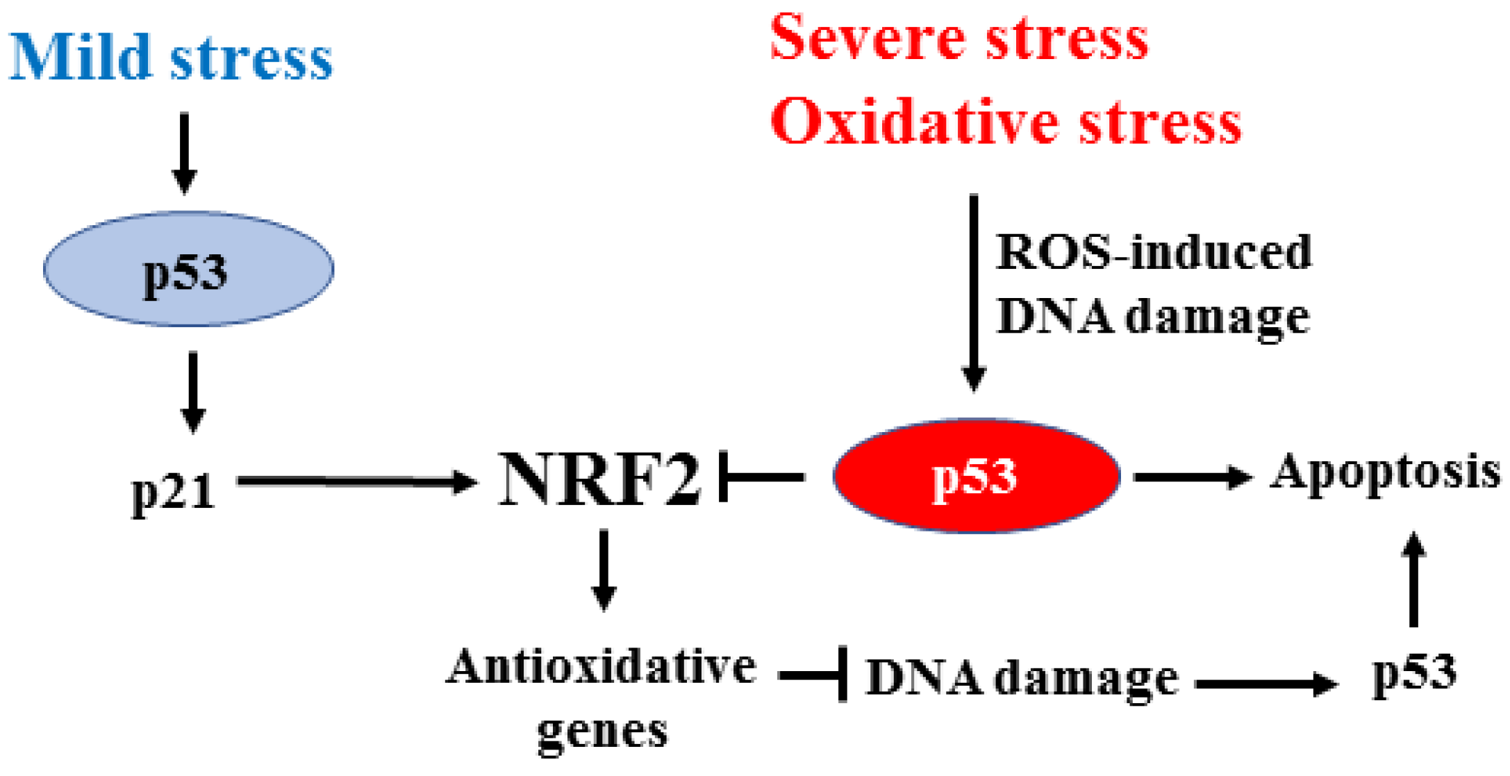 IJMS | Free Full-Text | NRF2 in Cancer: Cross-Talk with Oncogenic 