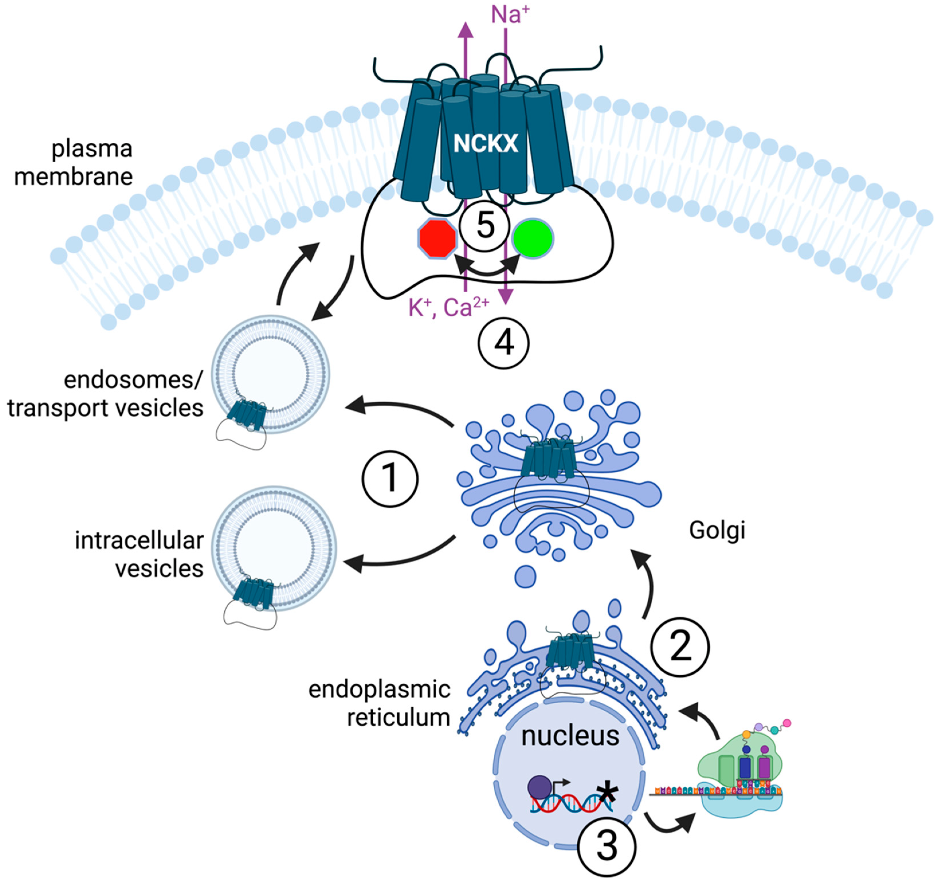 Ijms 24 00598 g001 Ijms 24 00598 g001