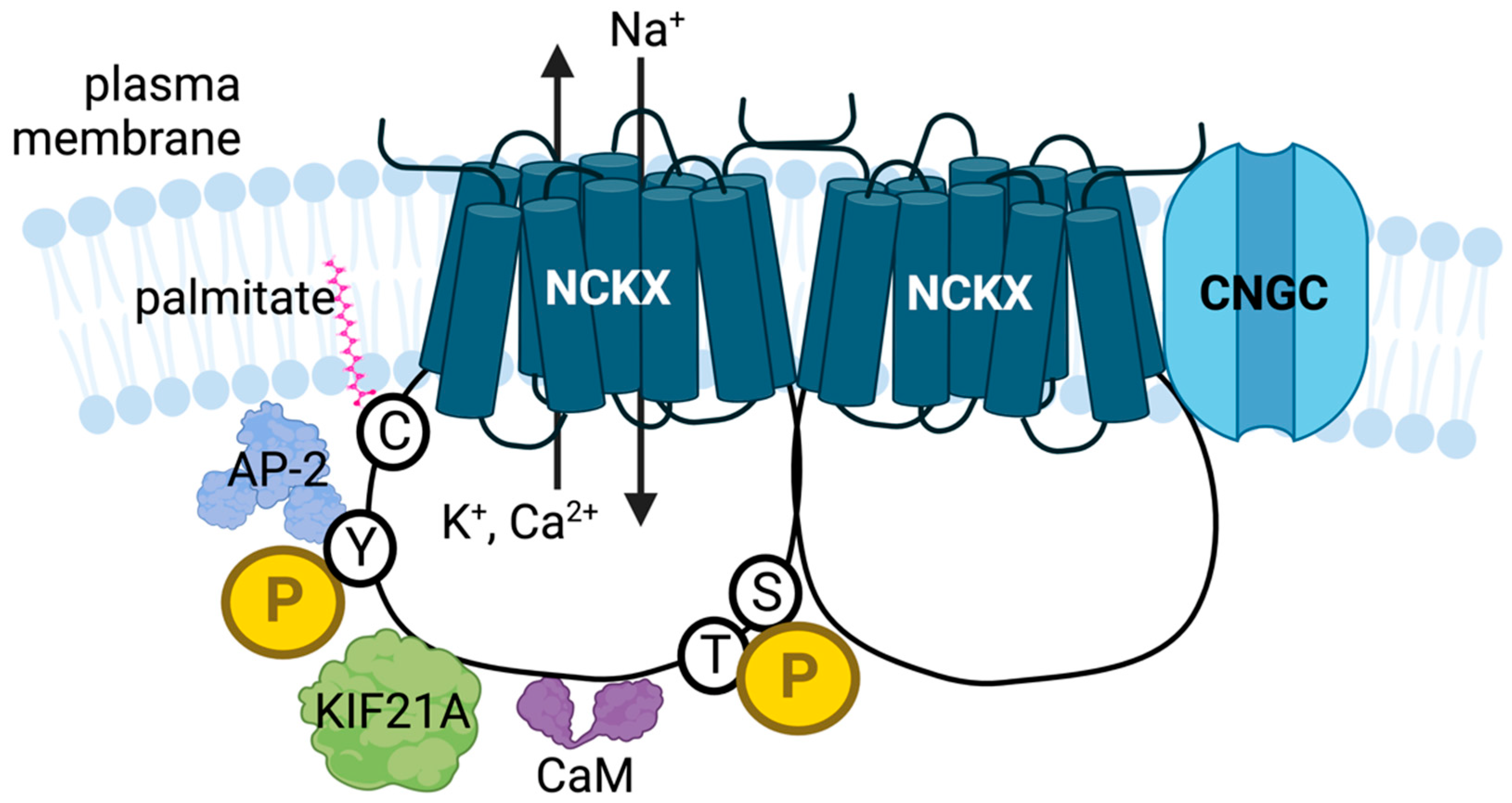 Ijms 24 00598 g002 Ijms 24 00598 g002
