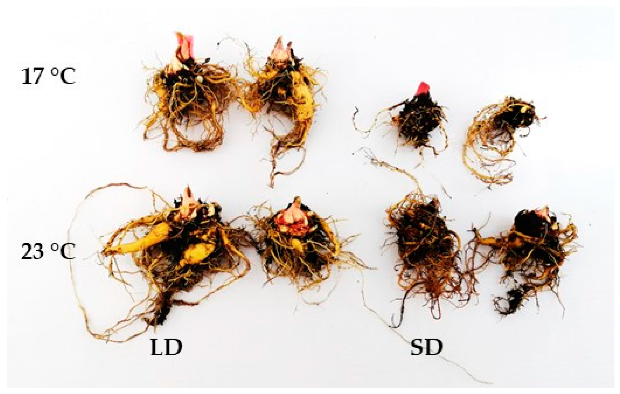 Ijms 24 00607 g003 Ijms 24 00607 g003