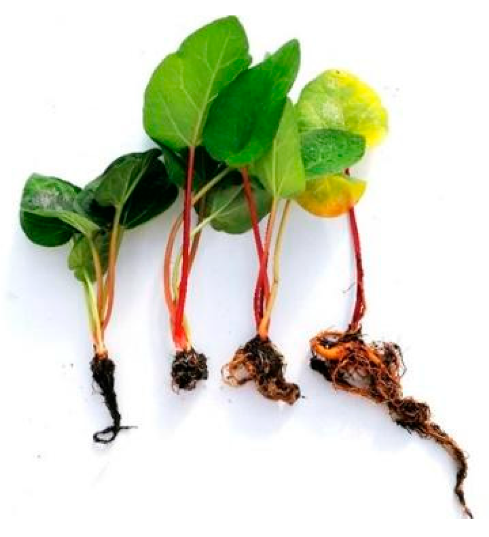 Ijms 24 00607 g010 Ijms 24 00607 g010