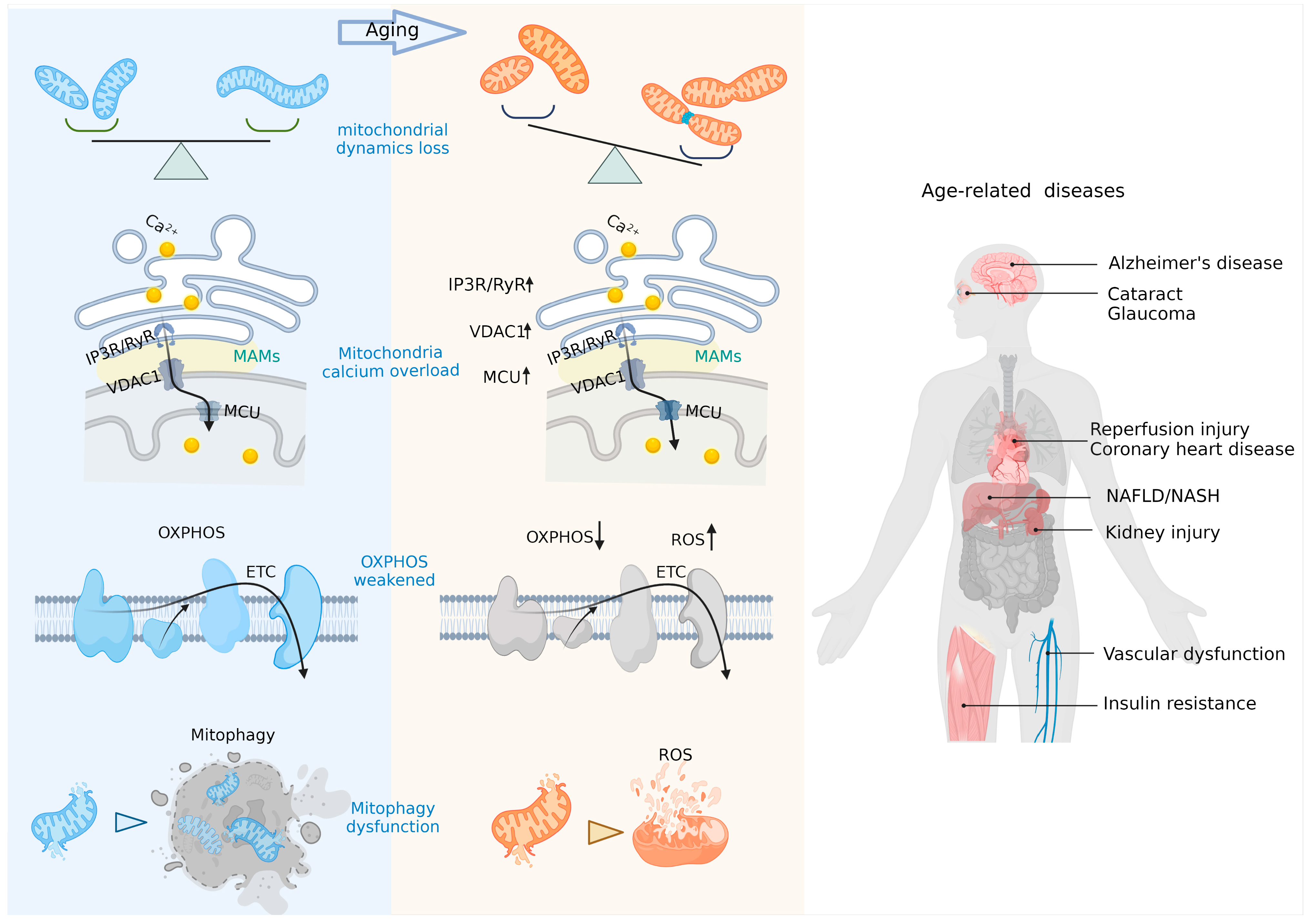 Ijms 24 00608 g002 Ijms 24 00608 g002