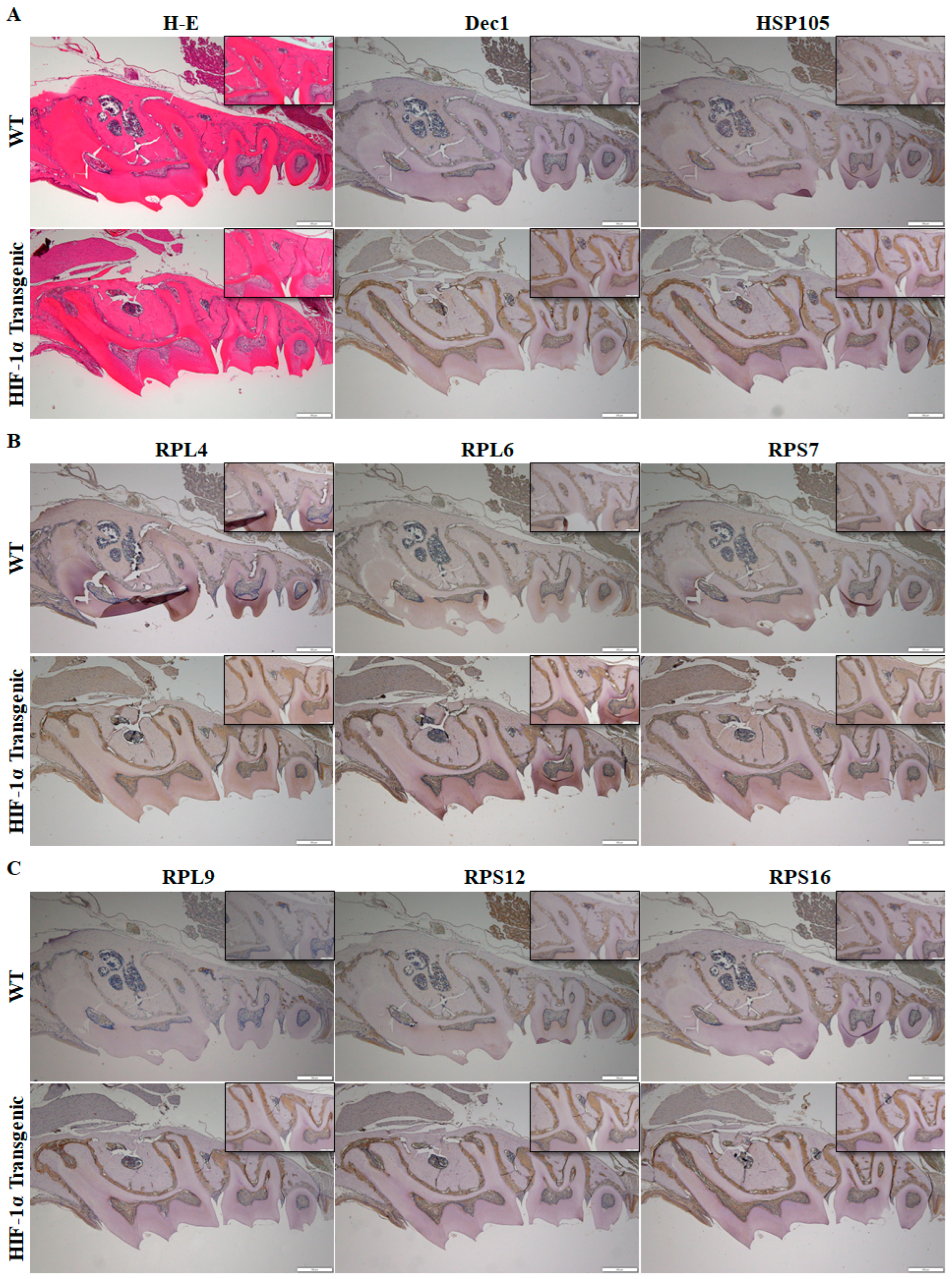 Ijms 24 00618 g005a Ijms 24 00618 g005a