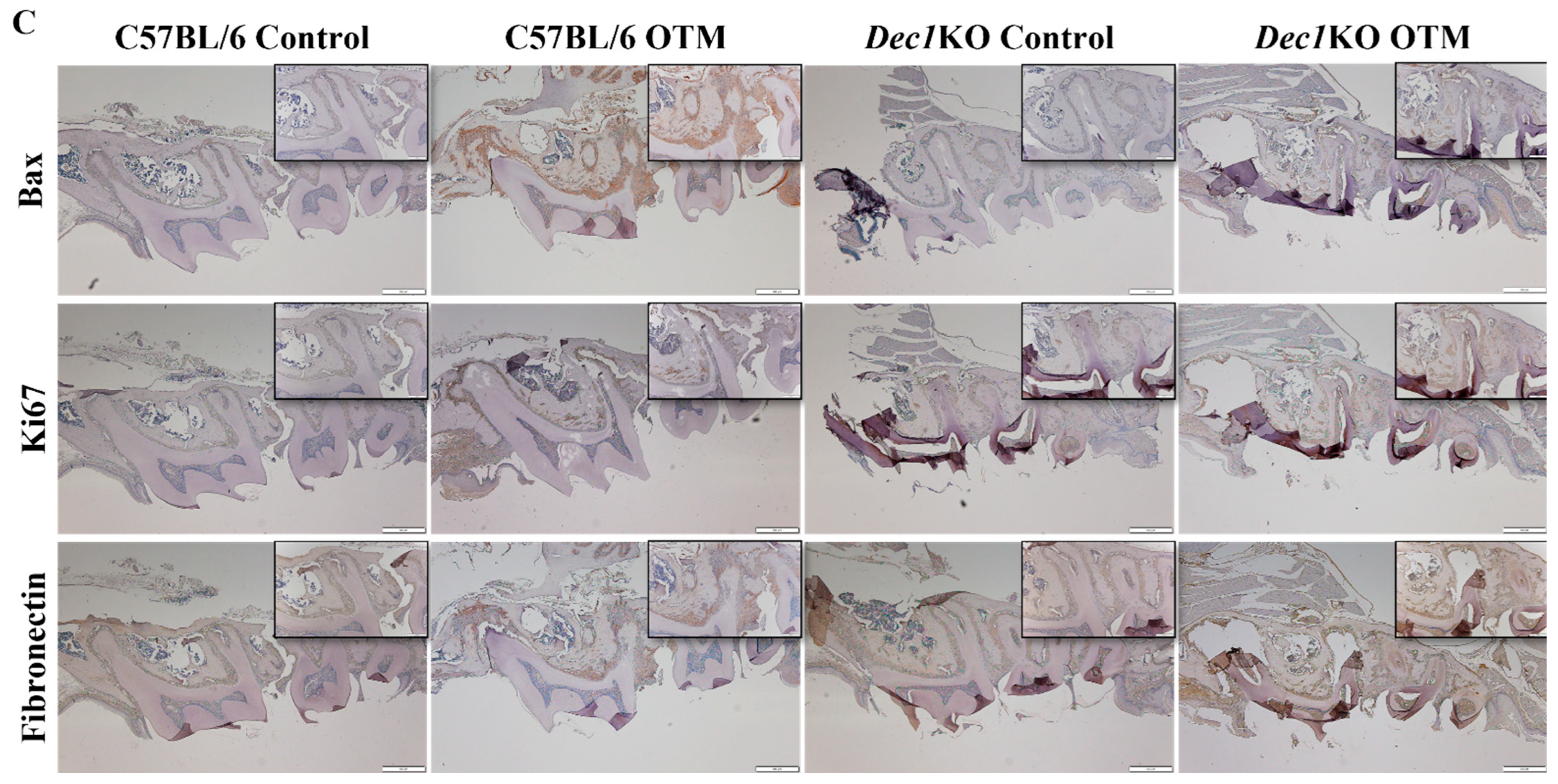 Ijms 24 00618 g008b Ijms 24 00618 g008b