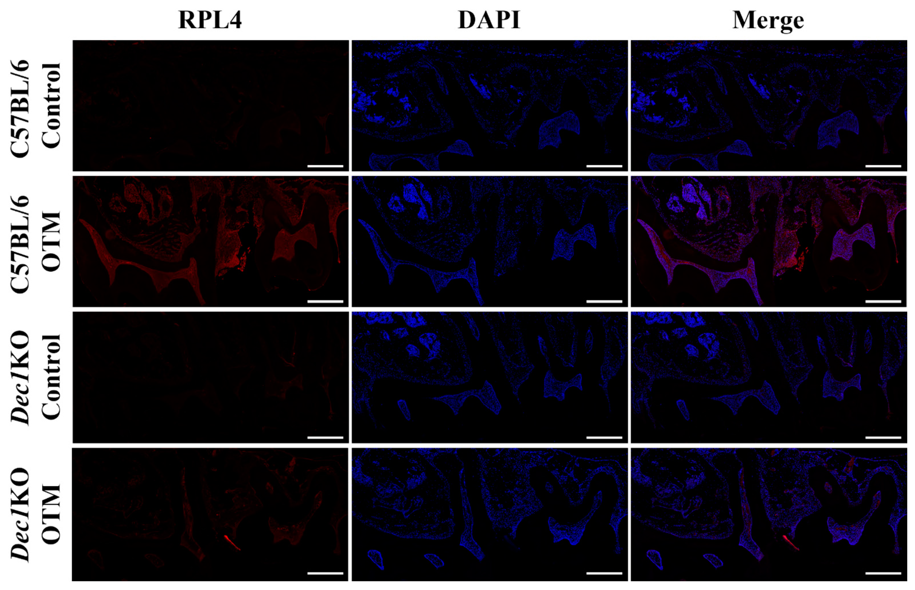 Ijms 24 00618 g009 Ijms 24 00618 g009