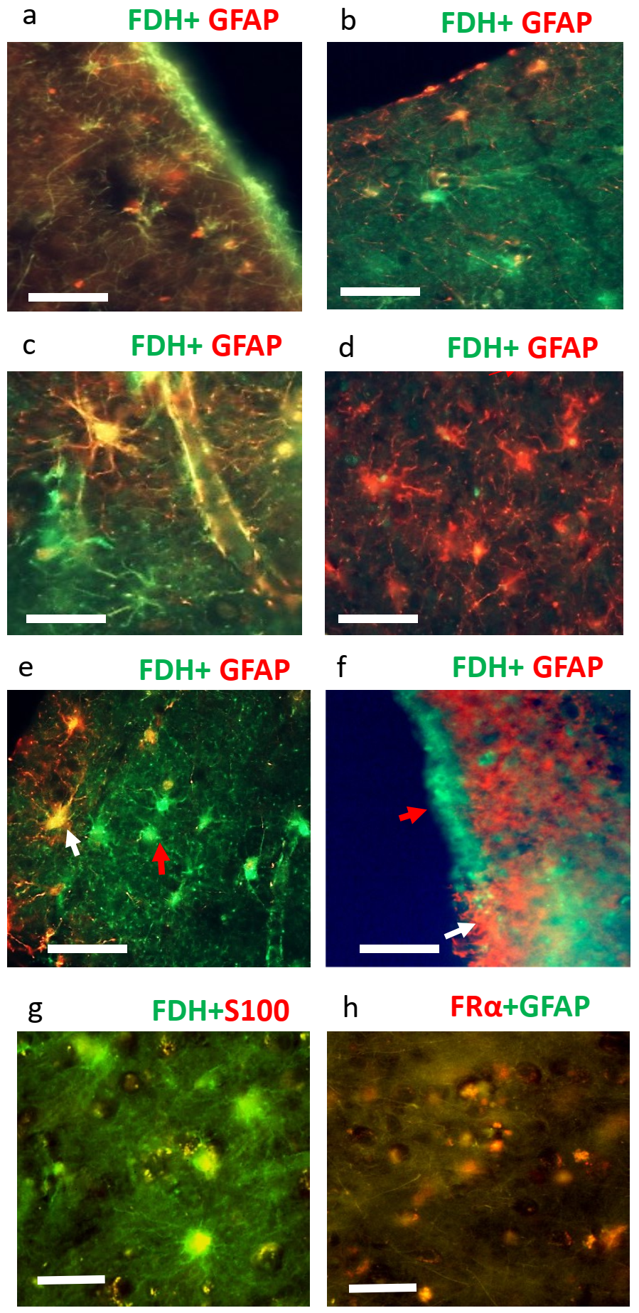 Ijms 24 00660 g003 Ijms 24 00660 g003