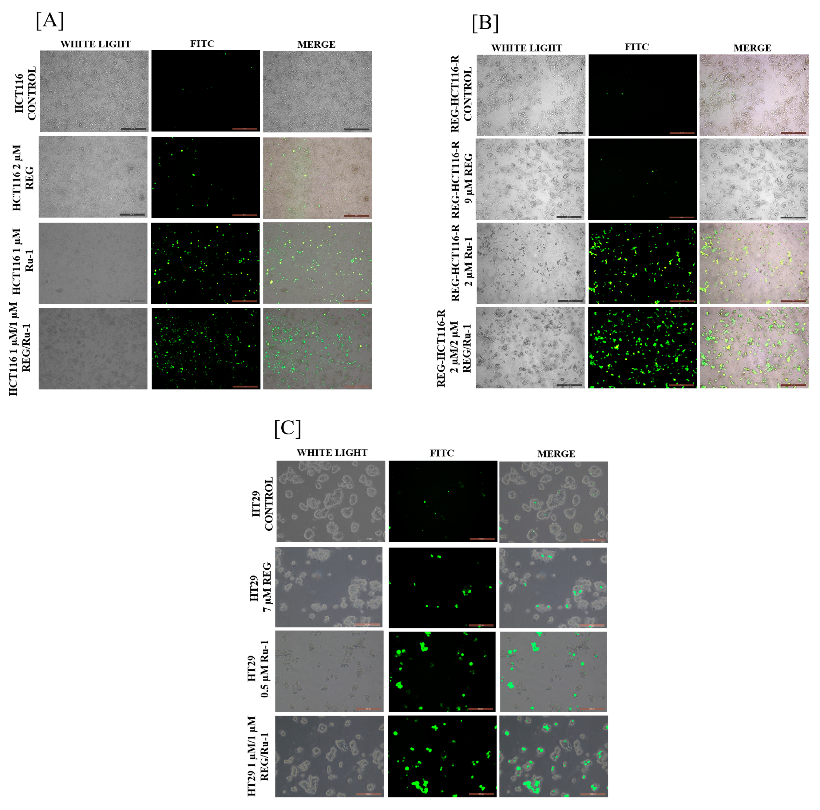 Ijms 24 00686 g004 Ijms 24 00686 g004