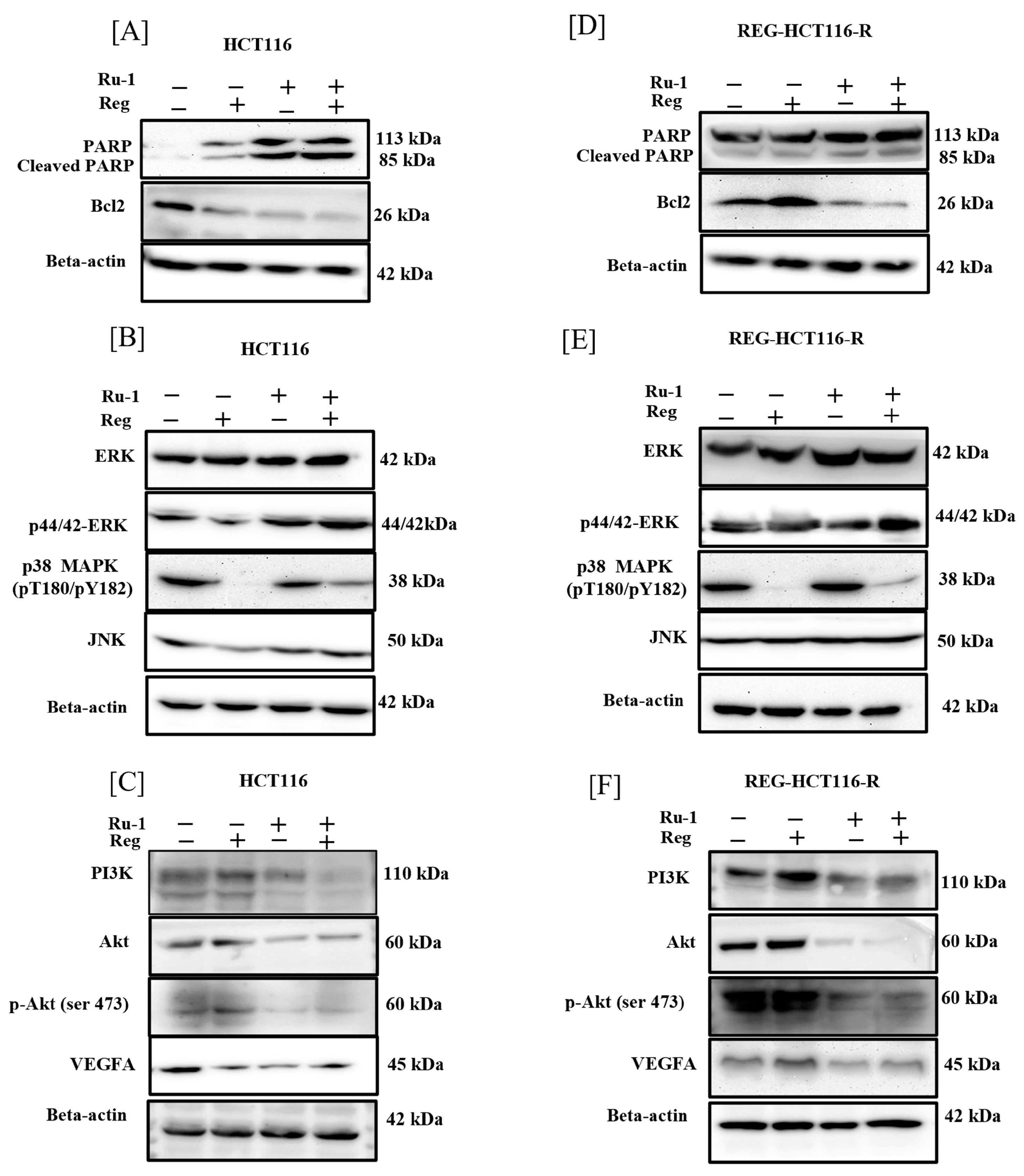 Ijms 24 00686 g007 Ijms 24 00686 g007