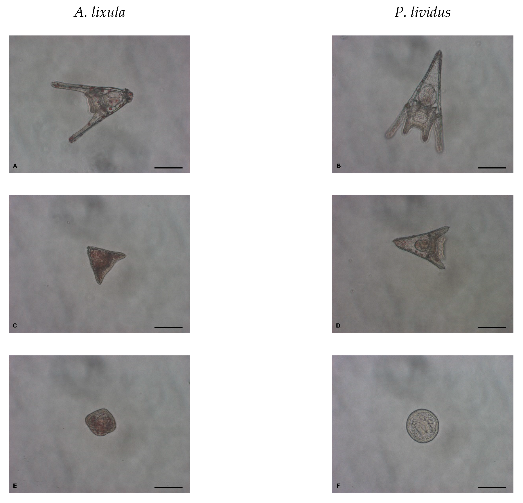 Ijms 24 00745 g010 Ijms 24 00745 g010