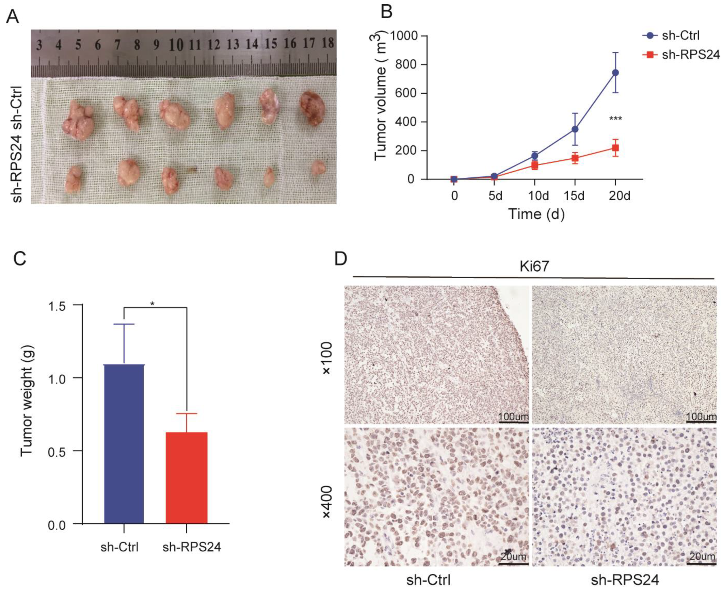 Ijms 24 00806 g011 Ijms 24 00806 g011
