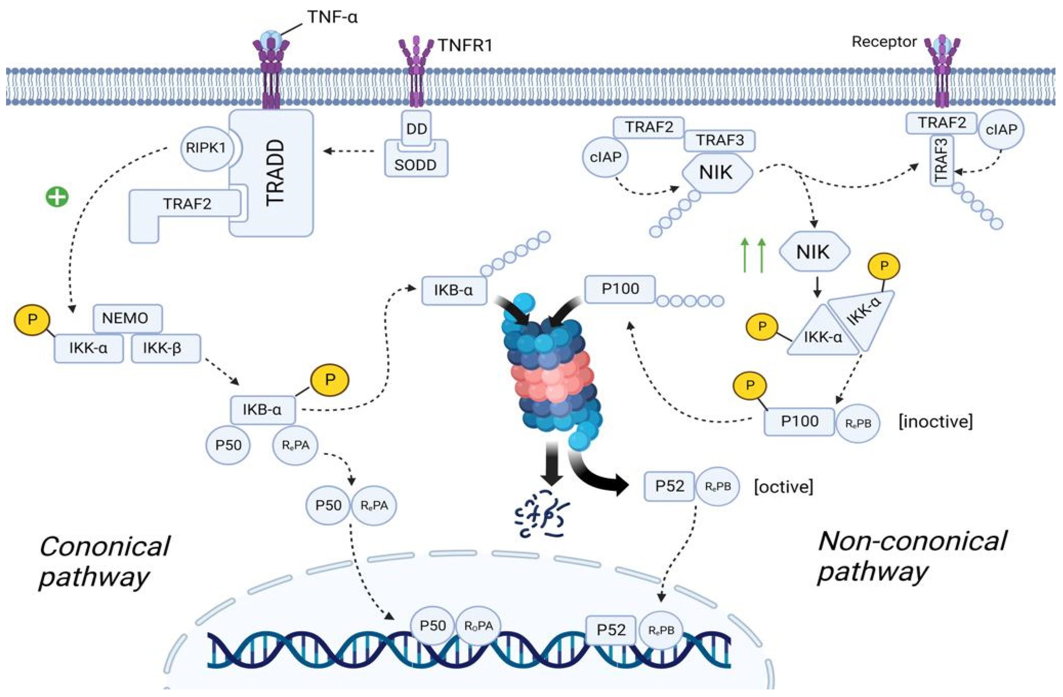 Ijms 24 00809 g008 Ijms 24 00809 g008