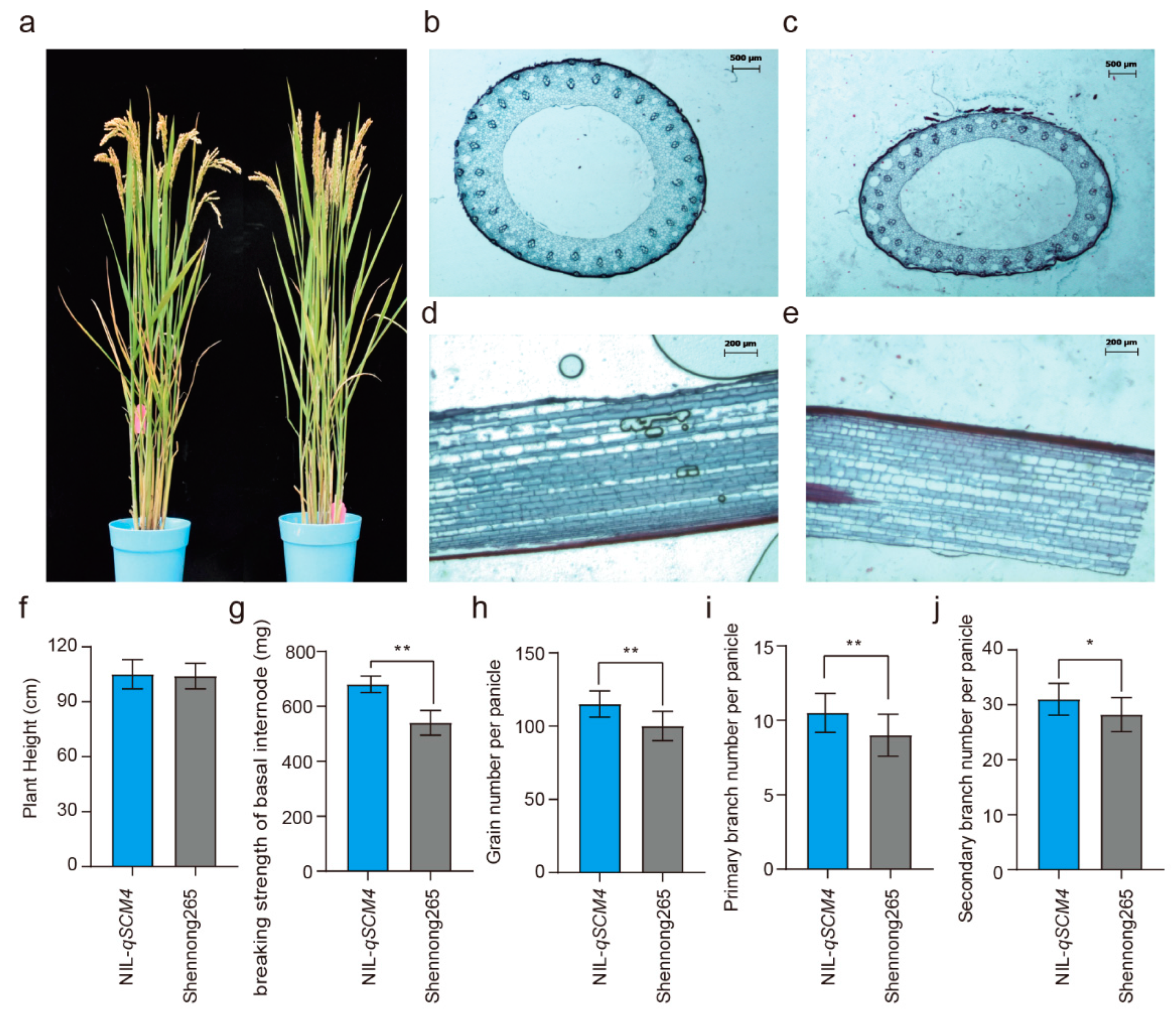 Landraces of temperate japonica rice have superior alleles for improving  culm strength associated with lodging resistance