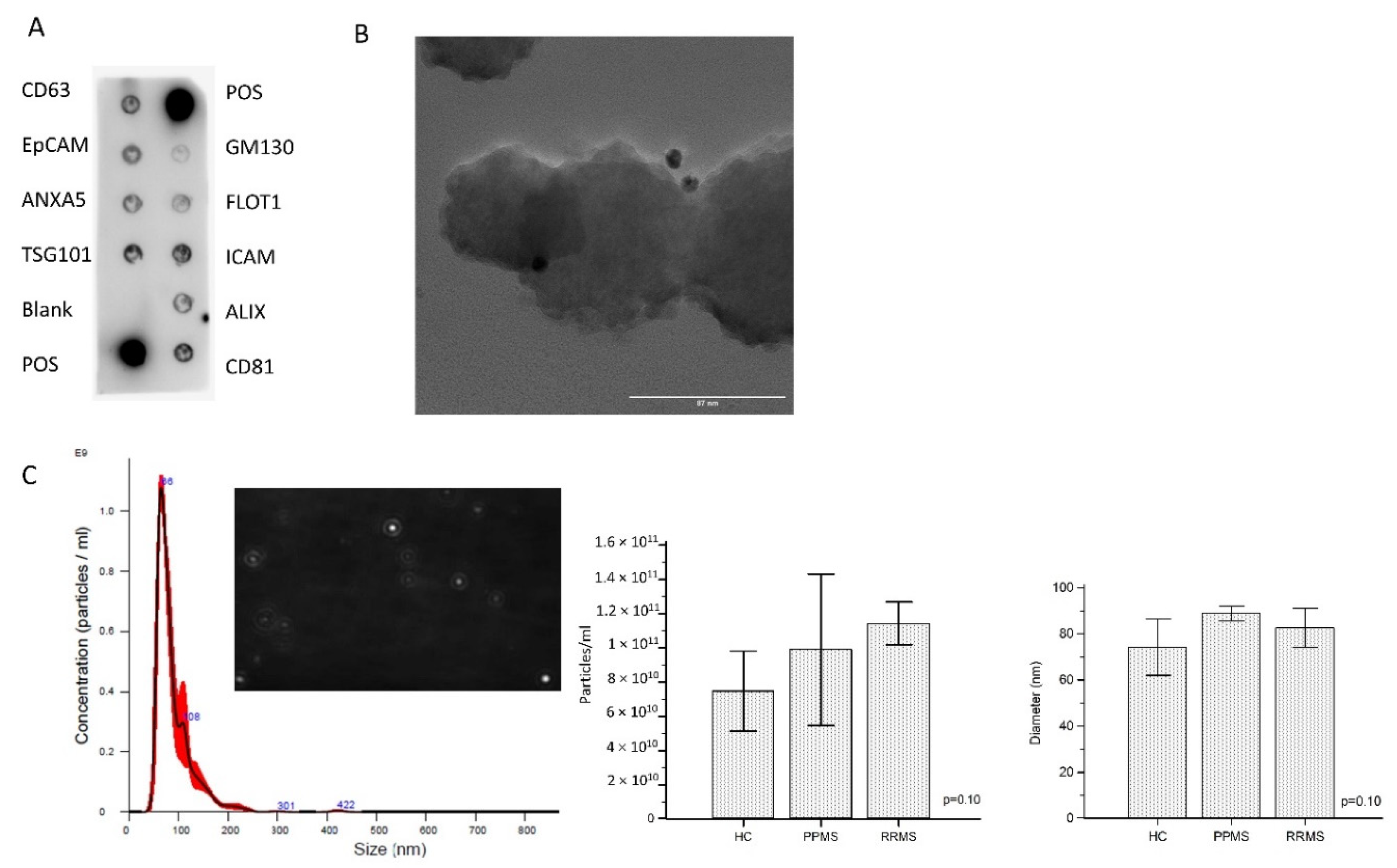 IJMS | Free Full-Text | Myelin Basic Protein in Oligodendrocyte