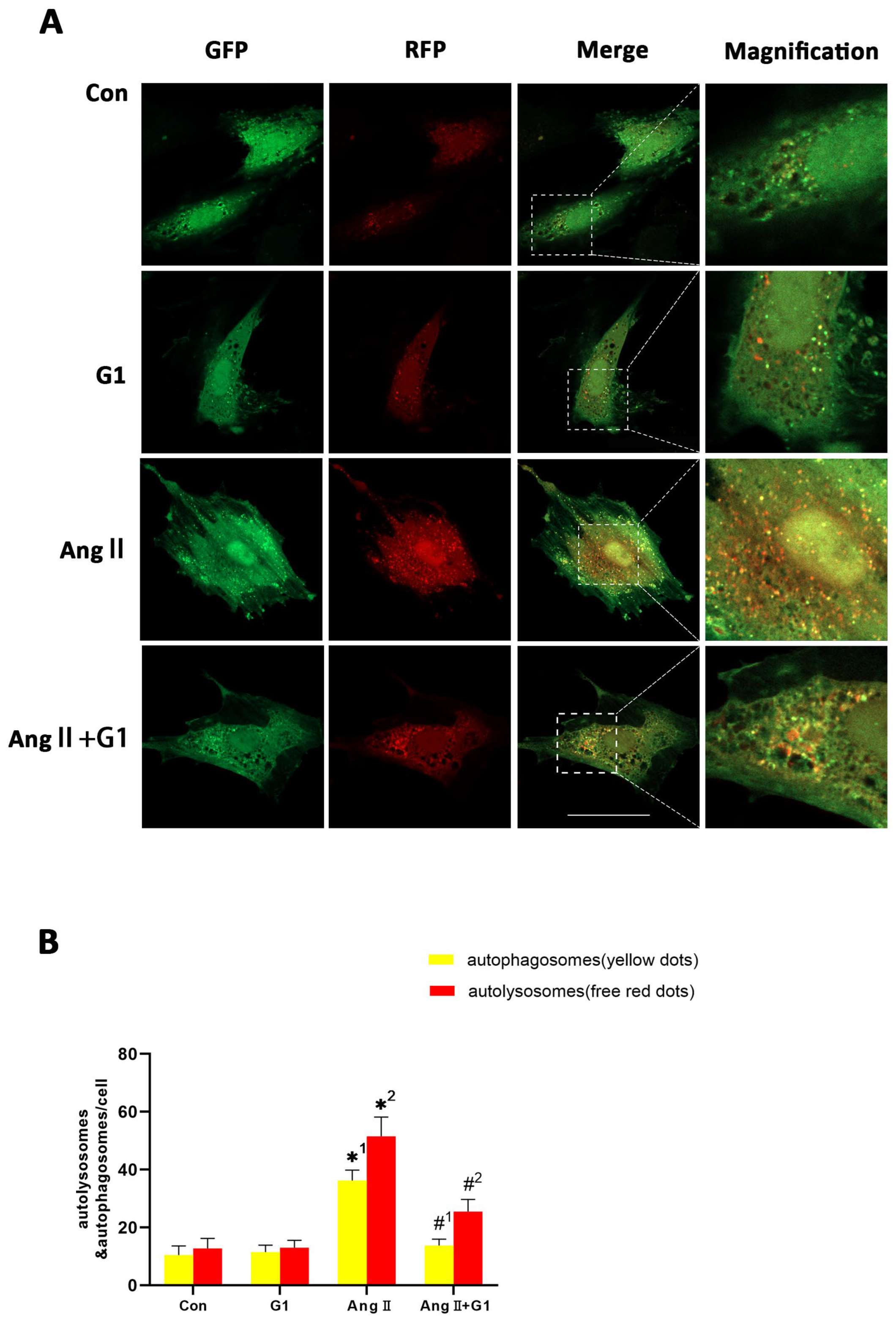 Ijms 24 00904 g008 Ijms 24 00904 g008