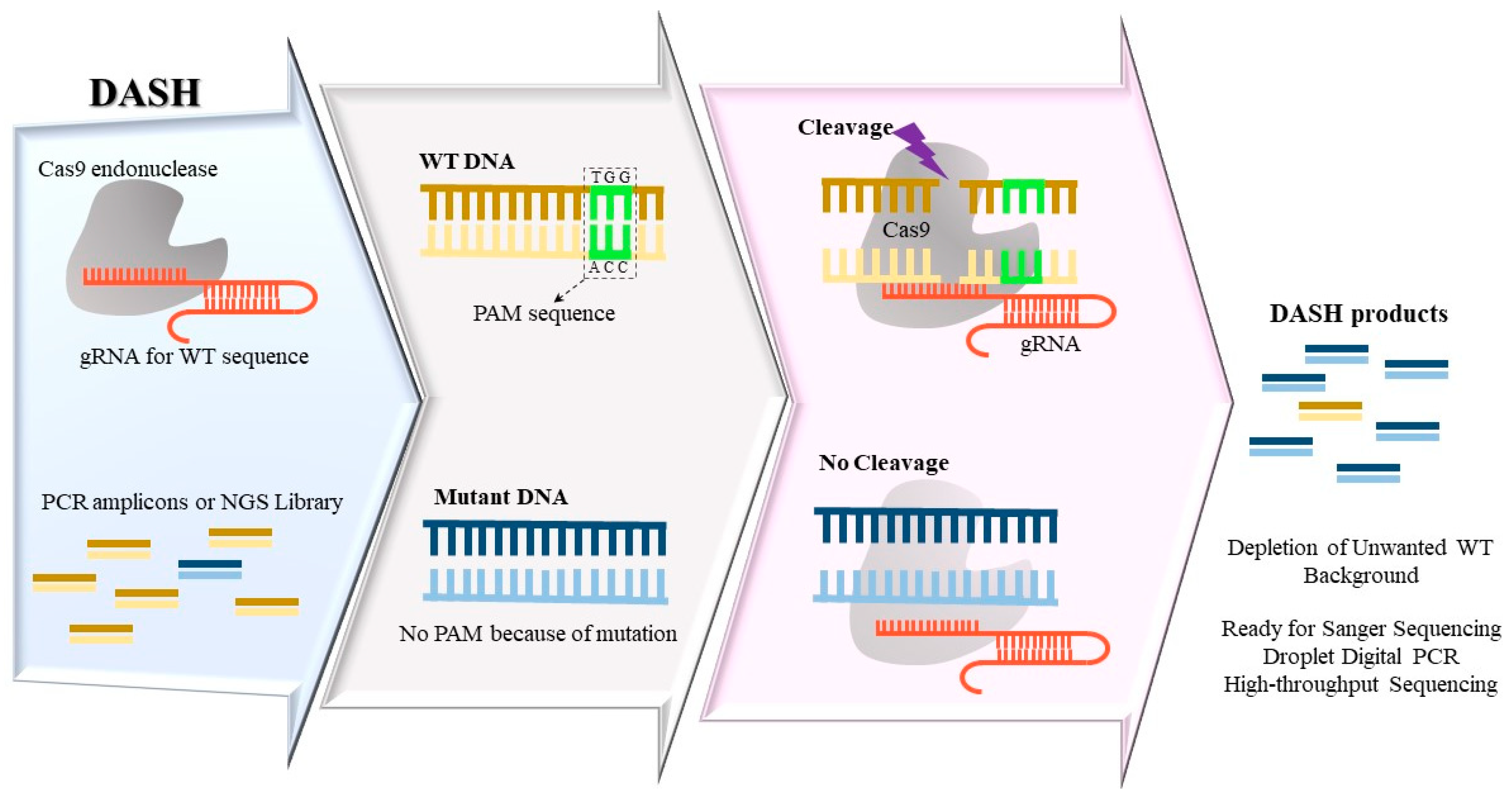 Ijms 24 00923 g002 Ijms 24 00923 g002