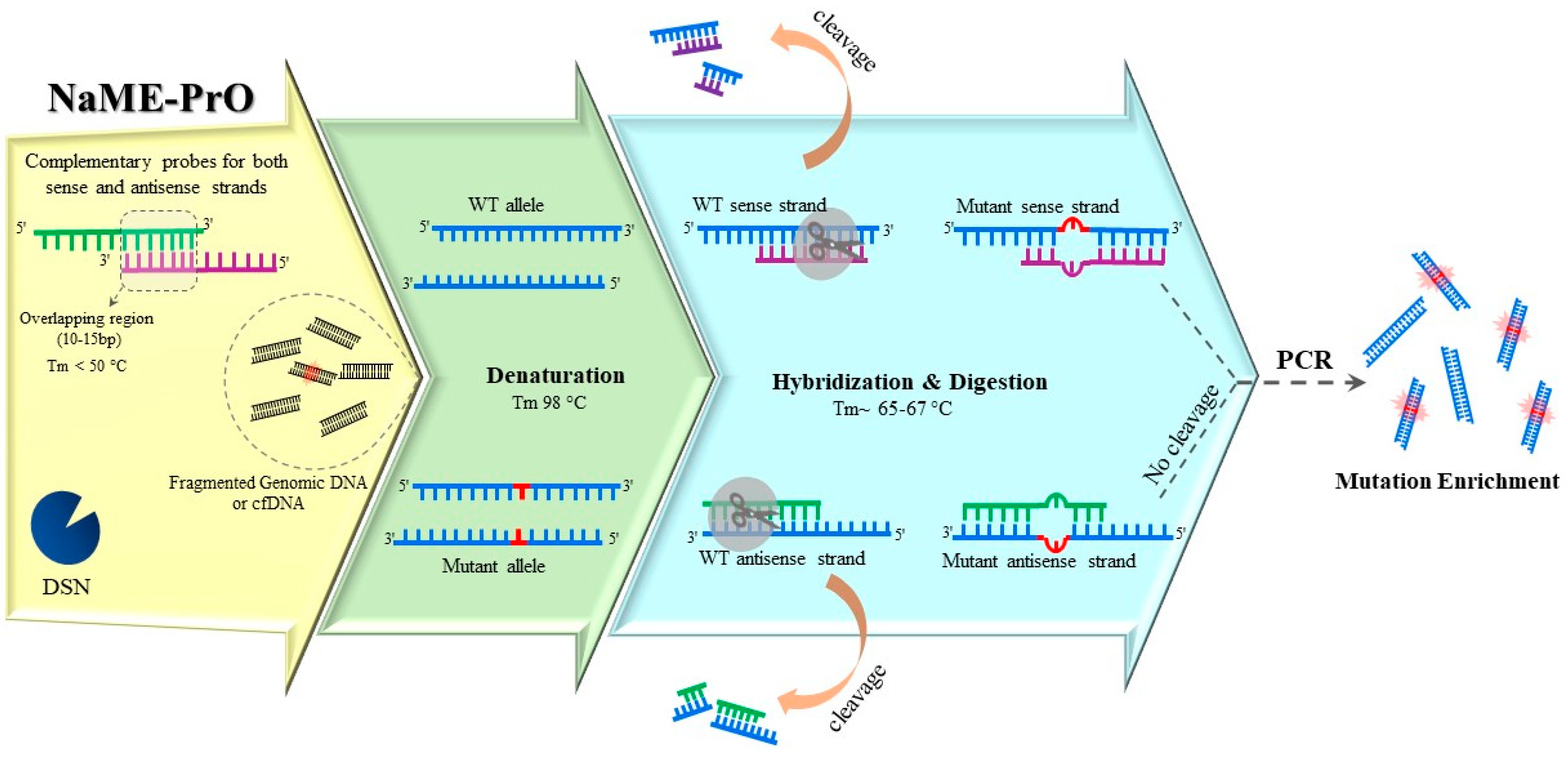 Ijms 24 00923 g004 Ijms 24 00923 g004