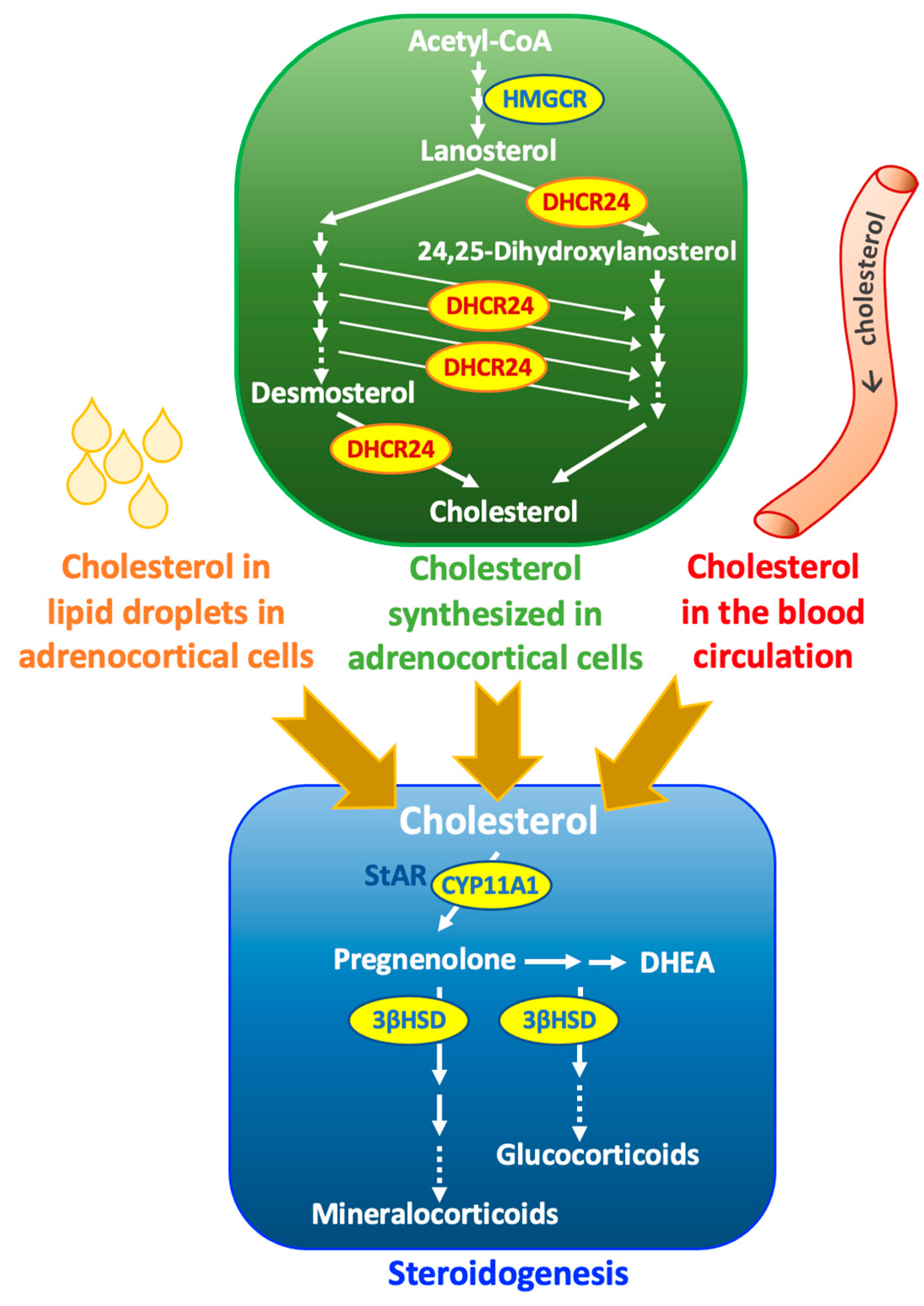 Cholesterol Synthesis 1718