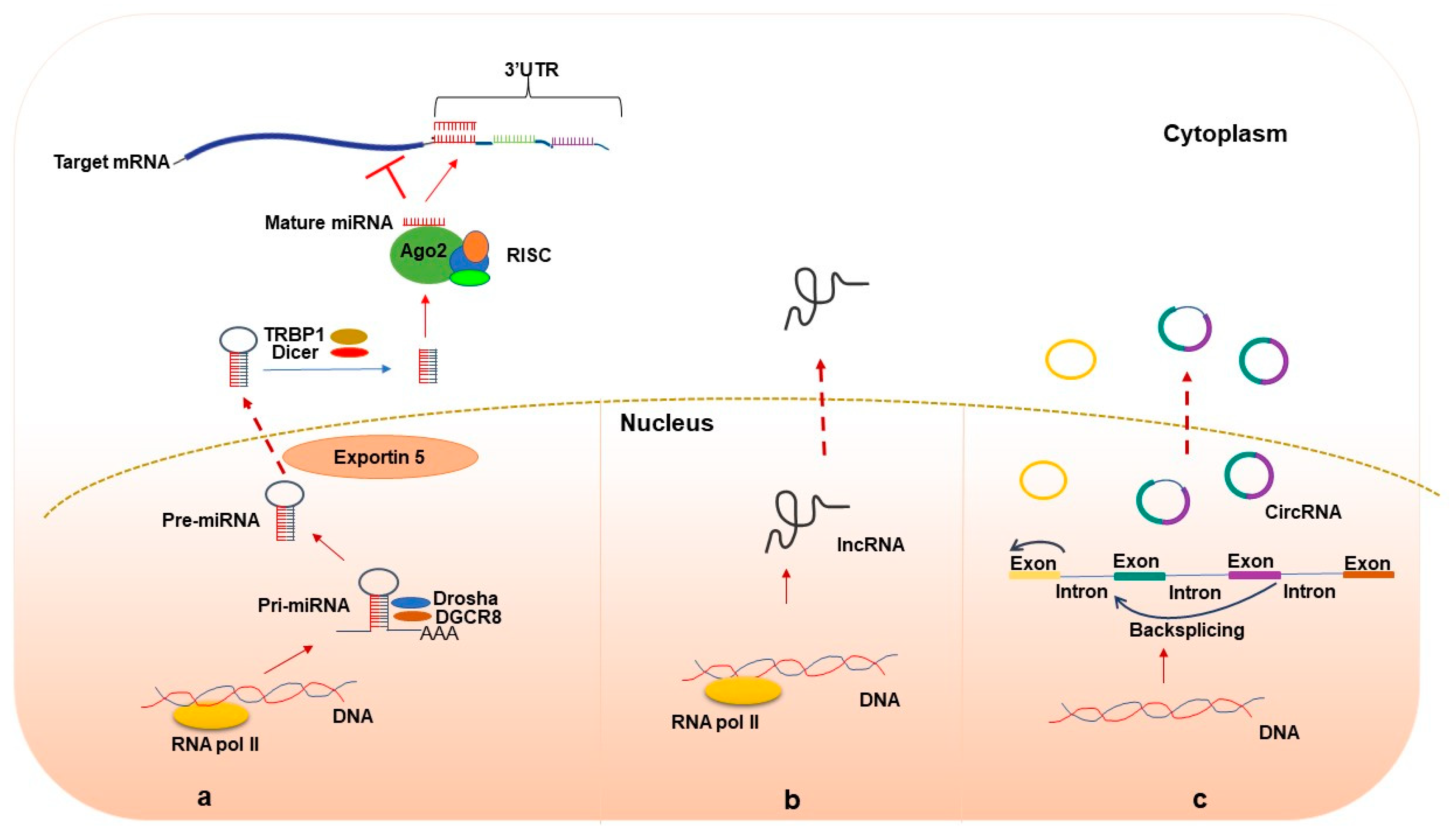 Ijms 24 00962 g002 Ijms 24 00962 g002