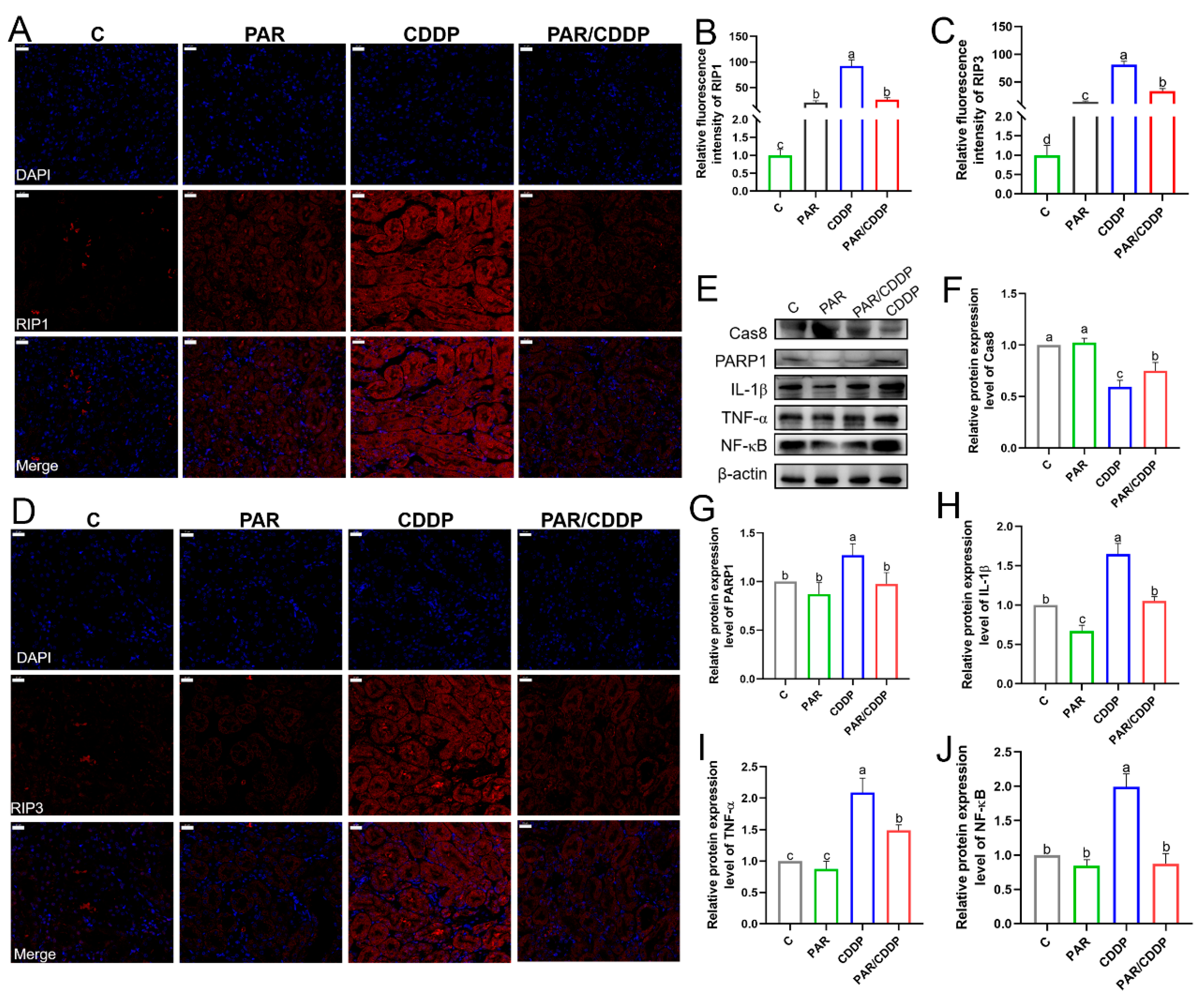 Ijms 24 00969 g004 Ijms 24 00969 g004