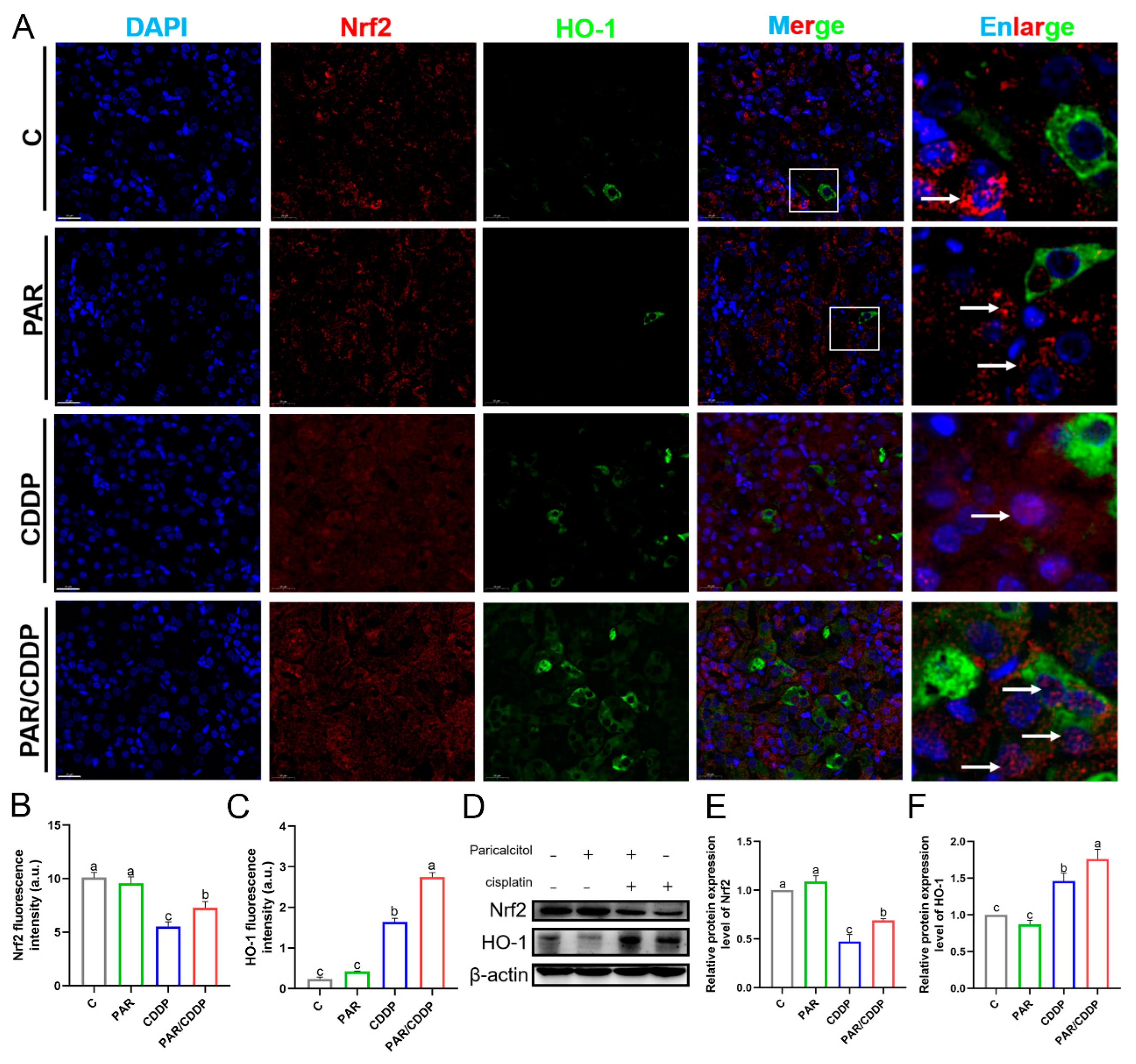 Ijms 24 00969 g005 Ijms 24 00969 g005