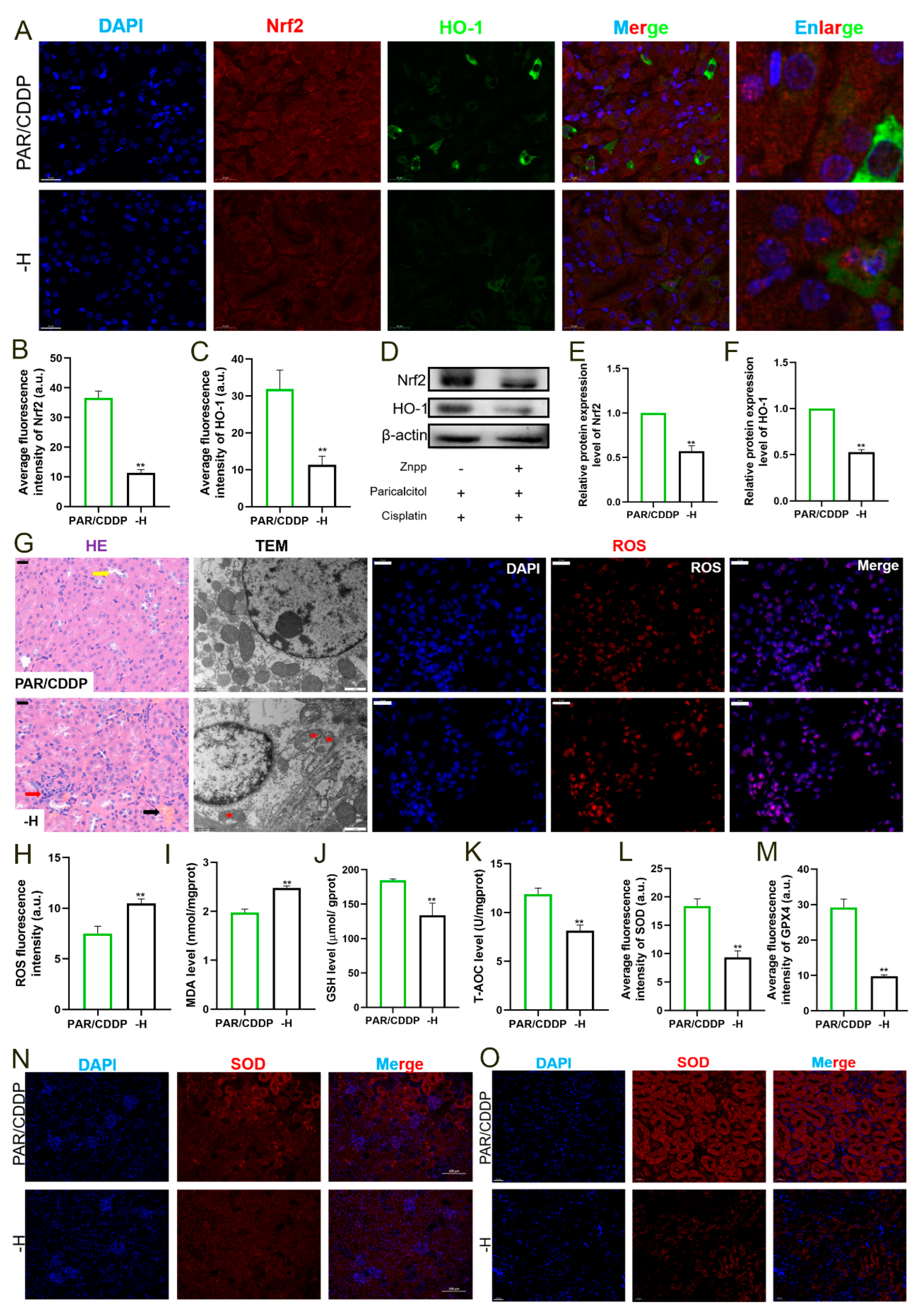 Ijms 24 00969 g006 Ijms 24 00969 g006
