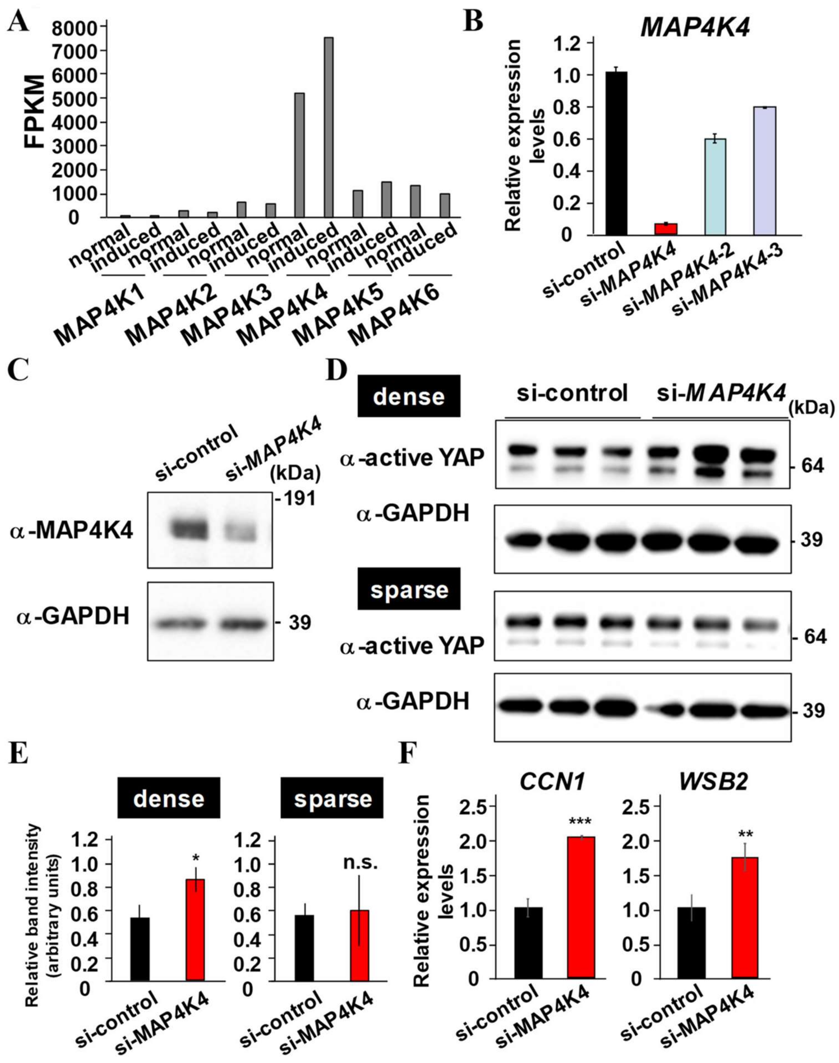 IJMS | Free Full-Text | Pharmacological Activation of YAP/TAZ by