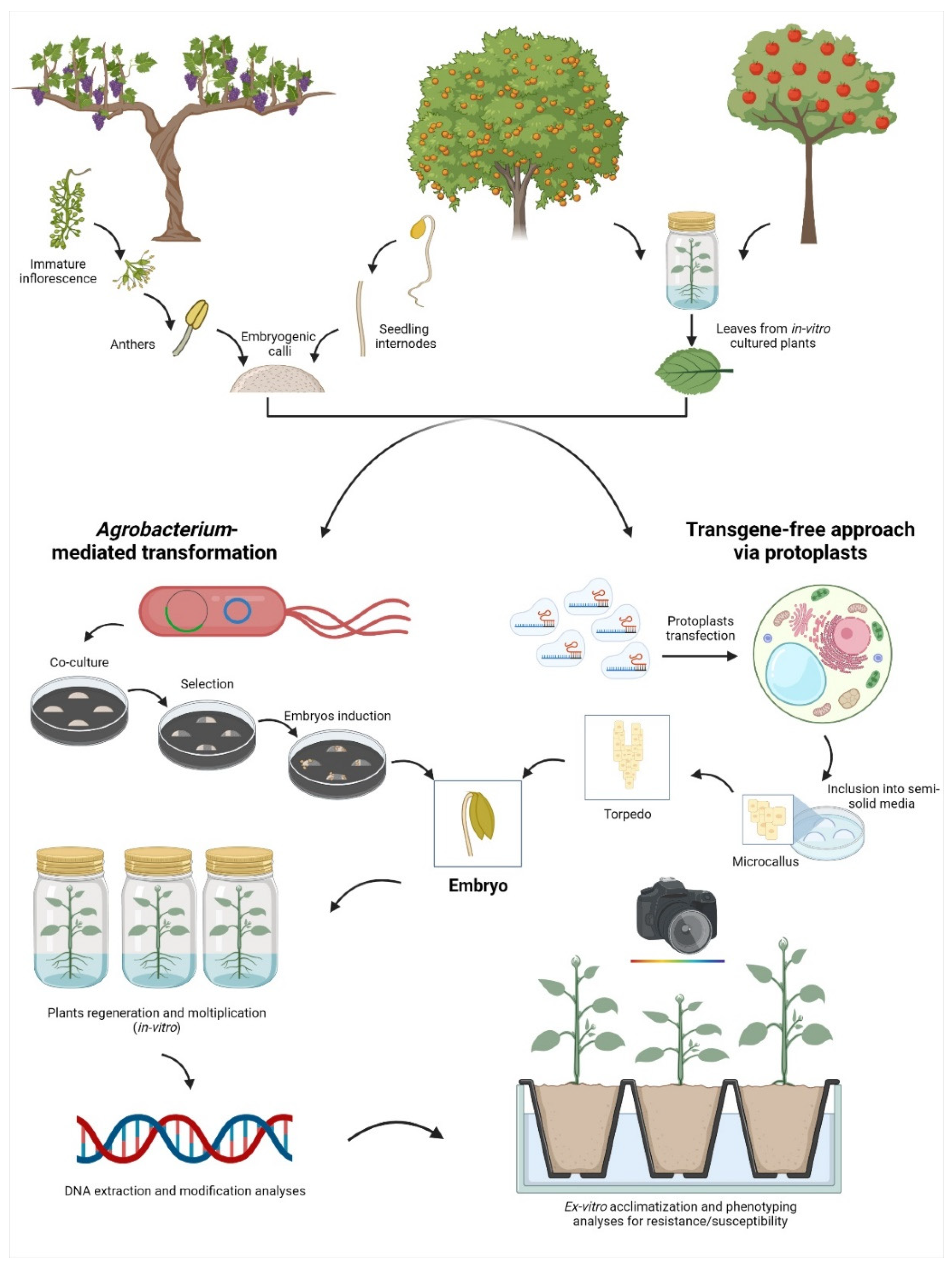IJMS | Free Full-Text | The Role of Italy in the Use of Advanced Plant  Genomic Techniques on Fruit Trees: State of the Art and Future Perspectives