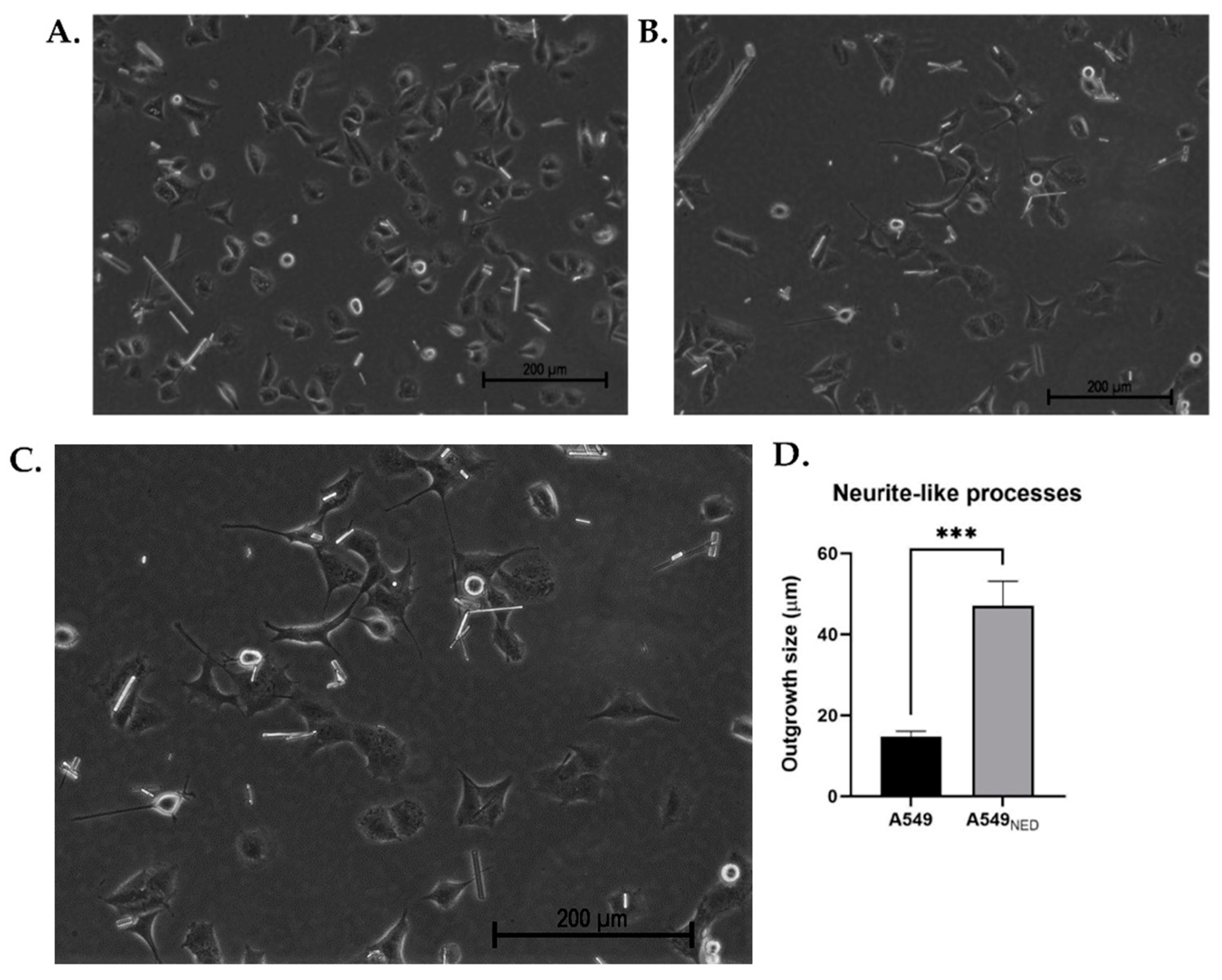Ijms 24 00990 g001 Ijms 24 00990 g001