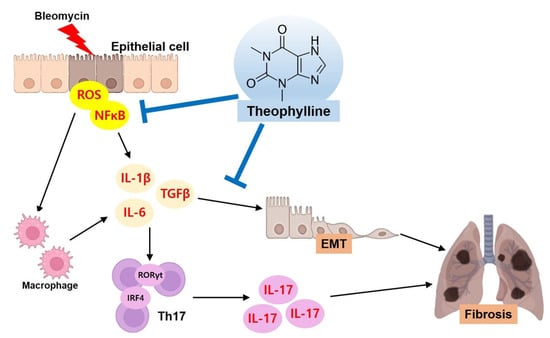 IJMS | Free Full-Text | Theophylline Attenuates BLM-Induced Pulmonary ...