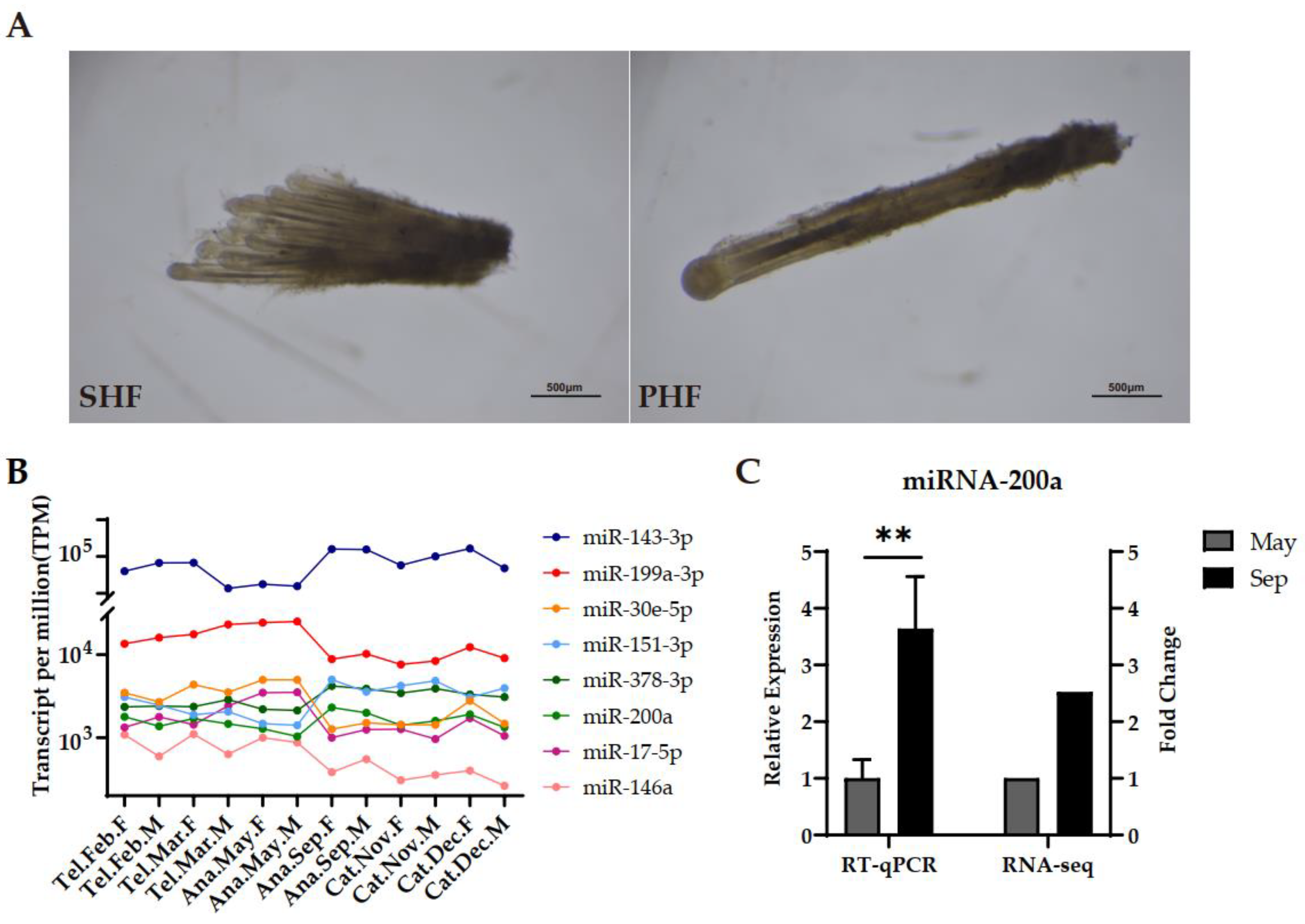 IJMS Free Full Text Discovery and Functional Analysis of