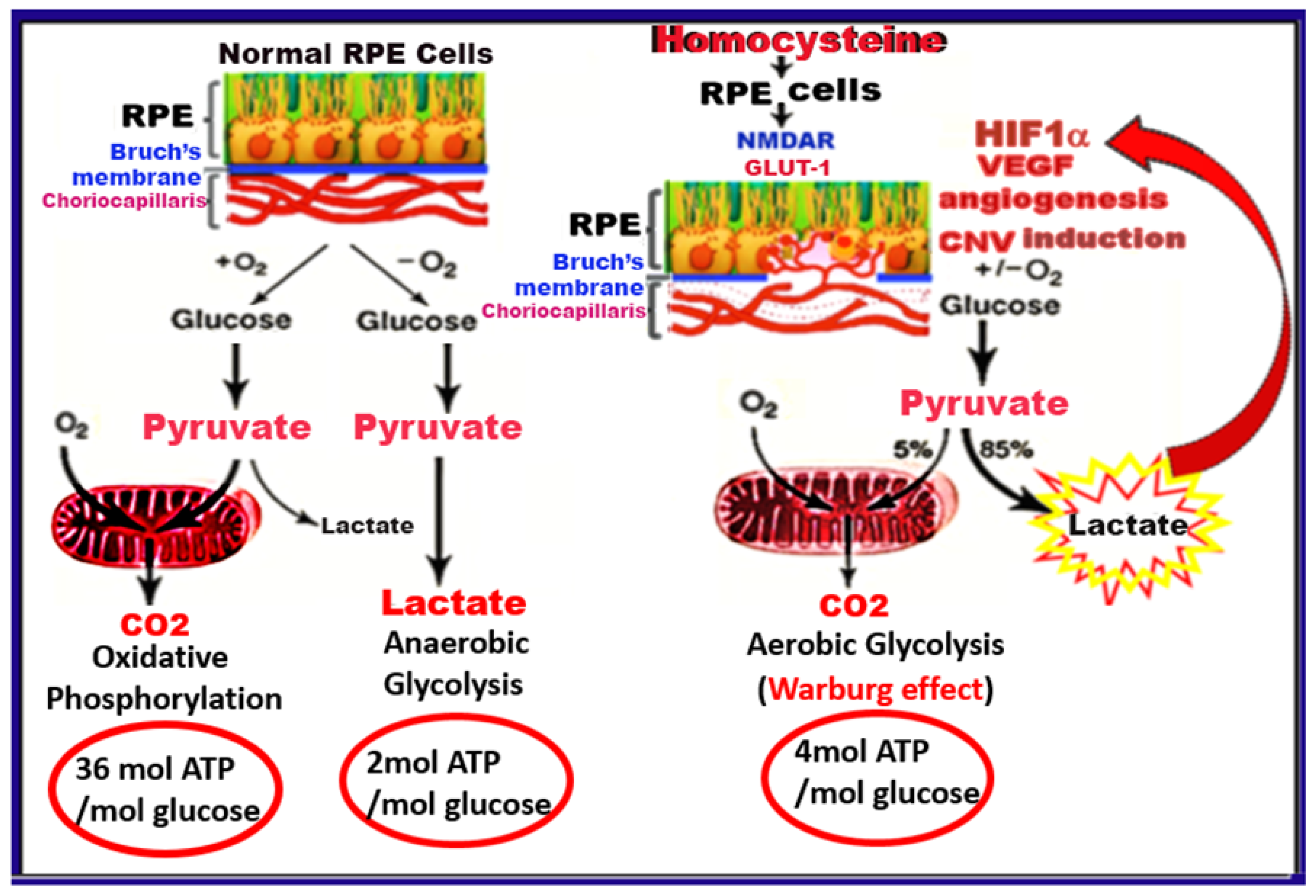 Ijms 24 01071 g001b Ijms 24 01071 g001b