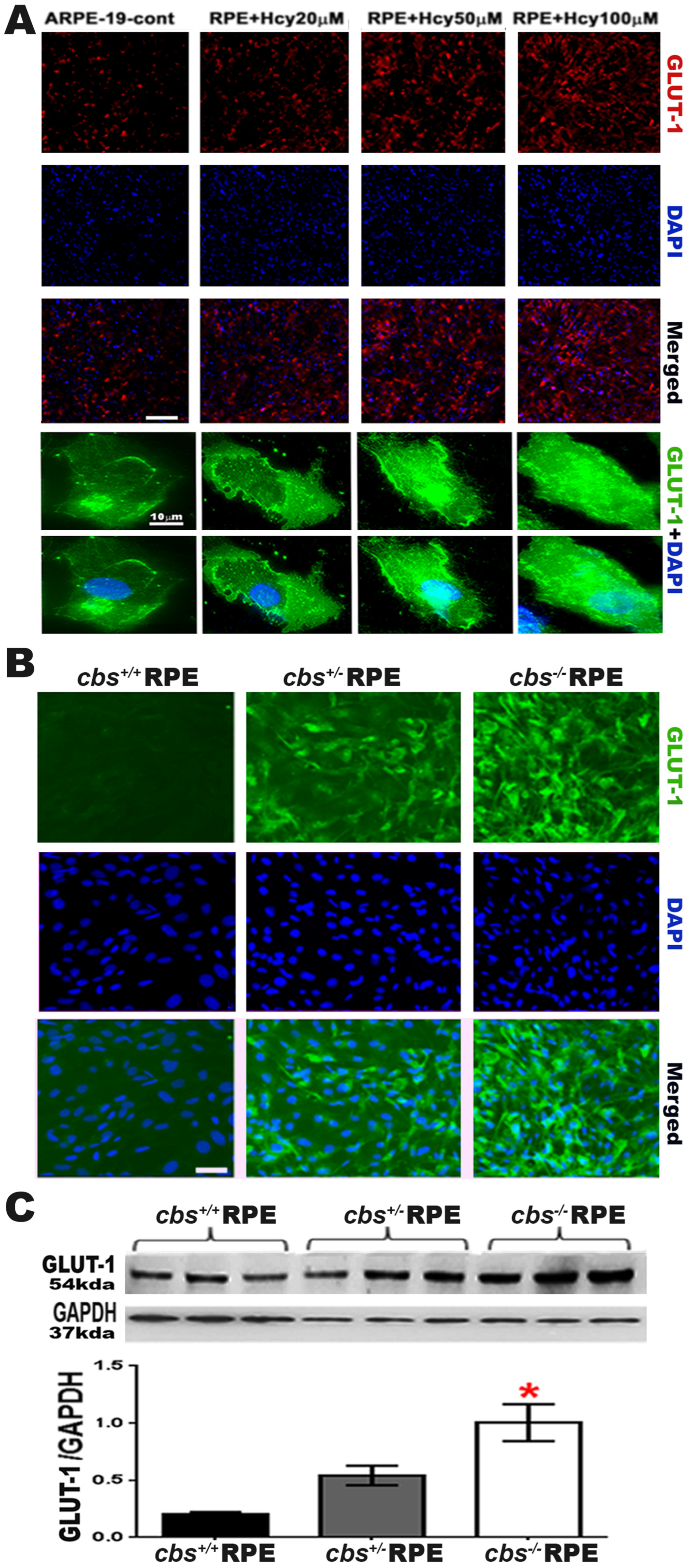 Ijms 24 01071 g002 Ijms 24 01071 g002