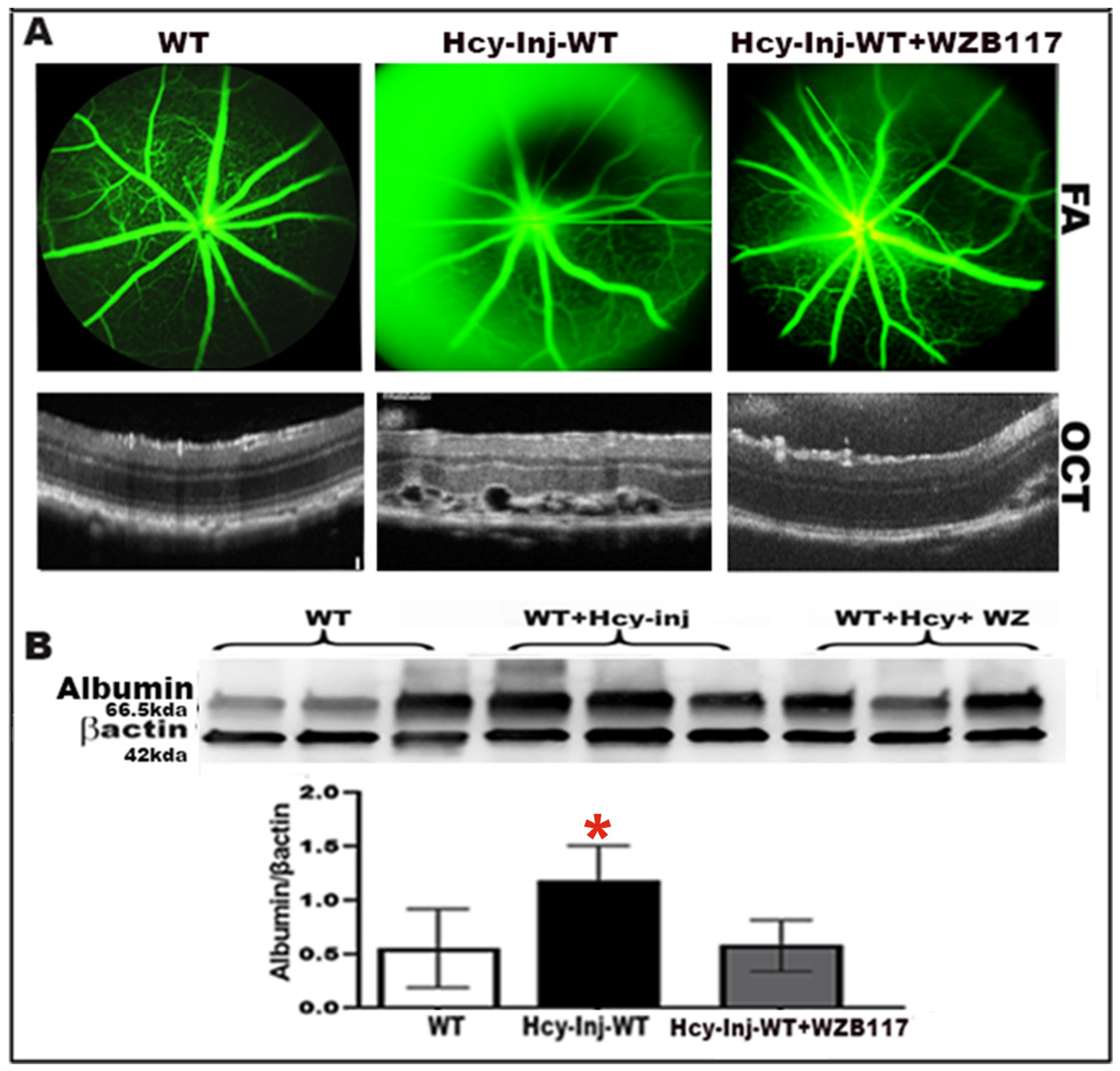 Ijms 24 01071 g004 Ijms 24 01071 g004