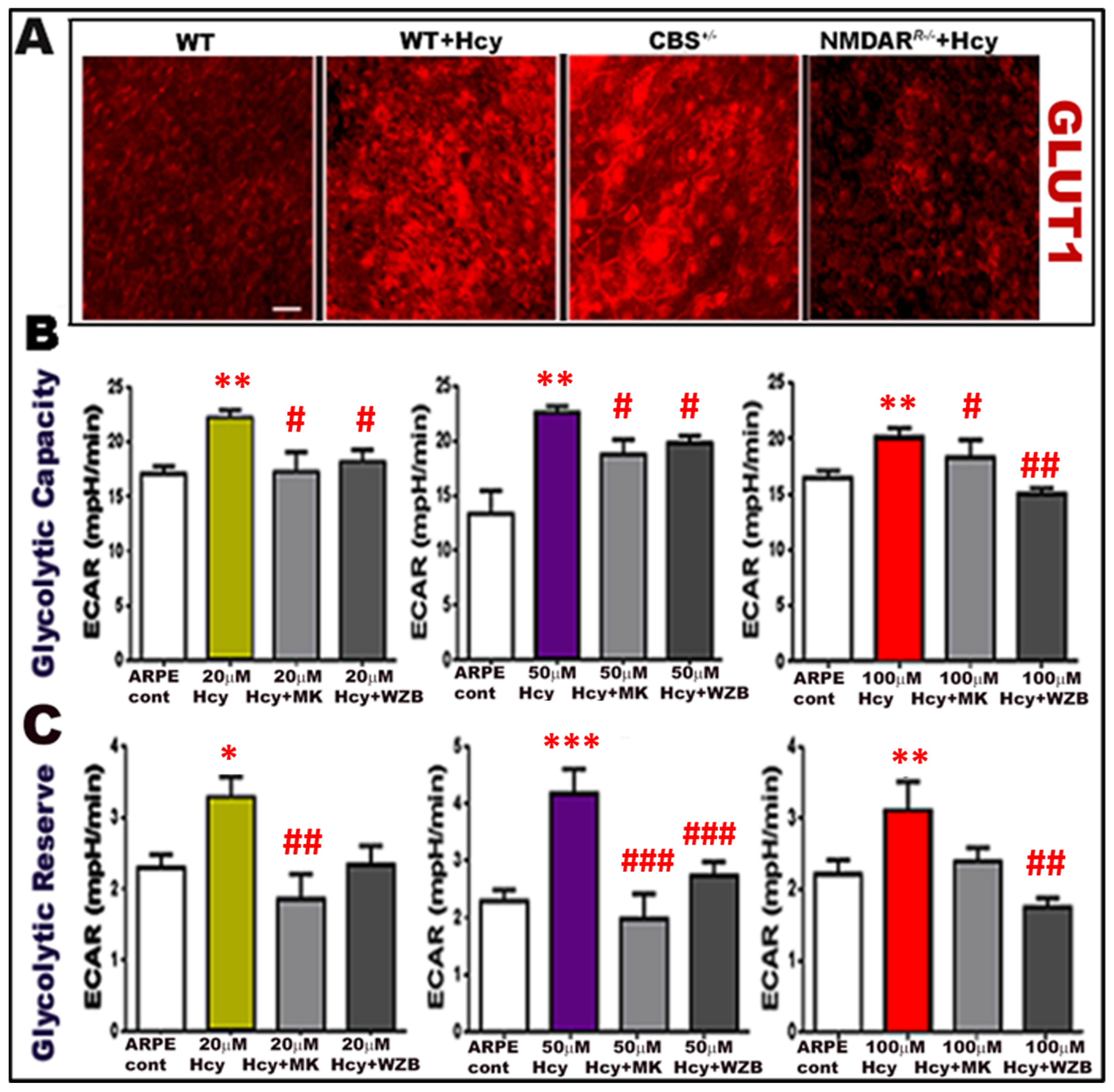 Ijms 24 01071 g007 Ijms 24 01071 g007