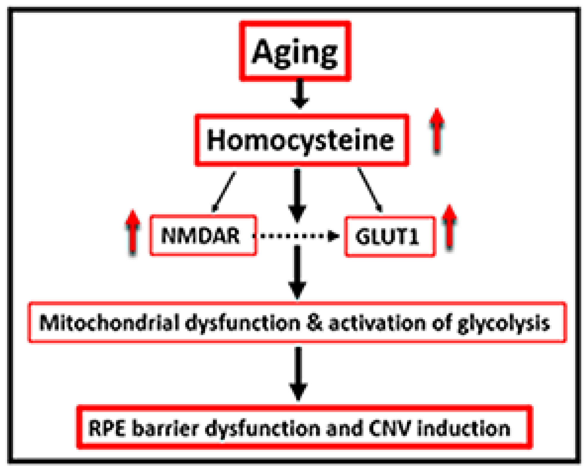 Ijms 24 01071 g008 Ijms 24 01071 g008