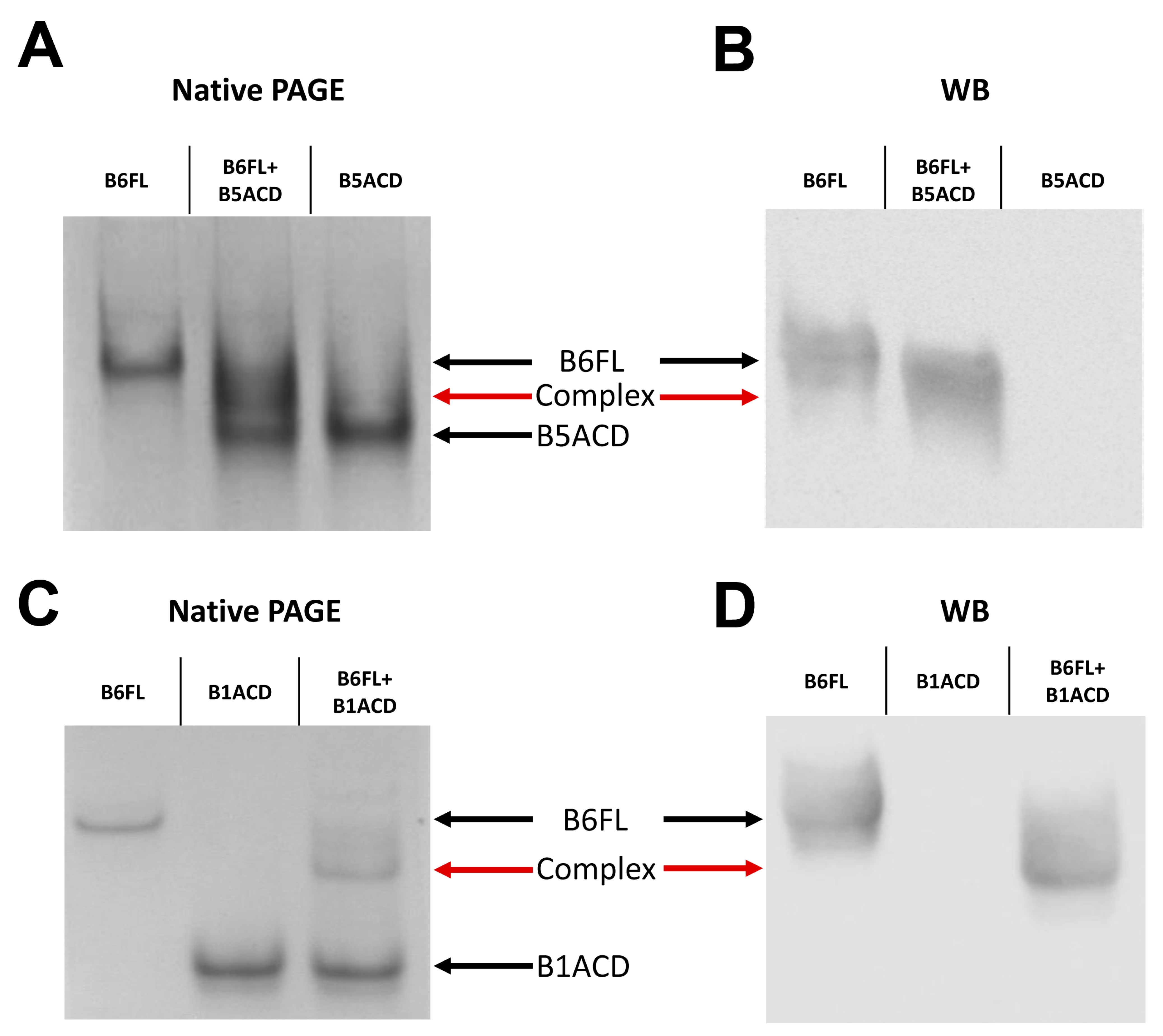 Ijms 24 01085 g007 Ijms 24 01085 g007