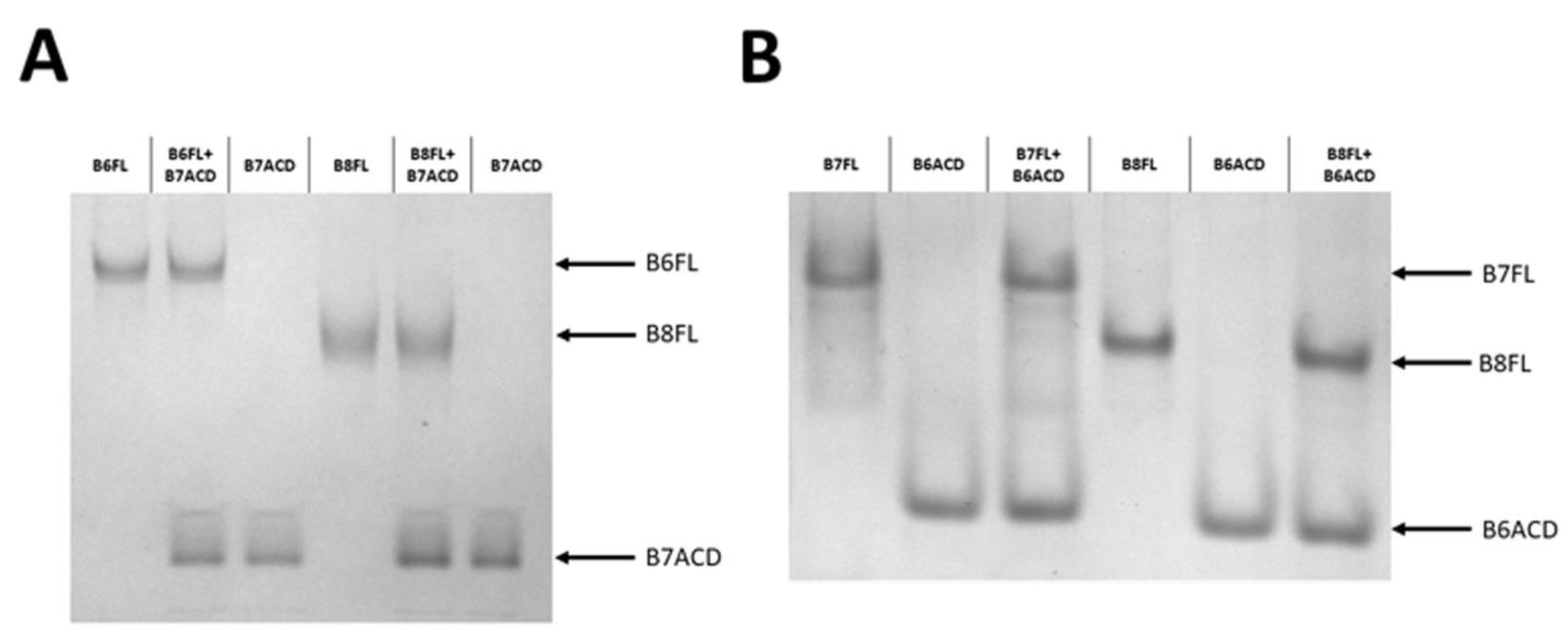 Ijms 24 01085 g008 Ijms 24 01085 g008