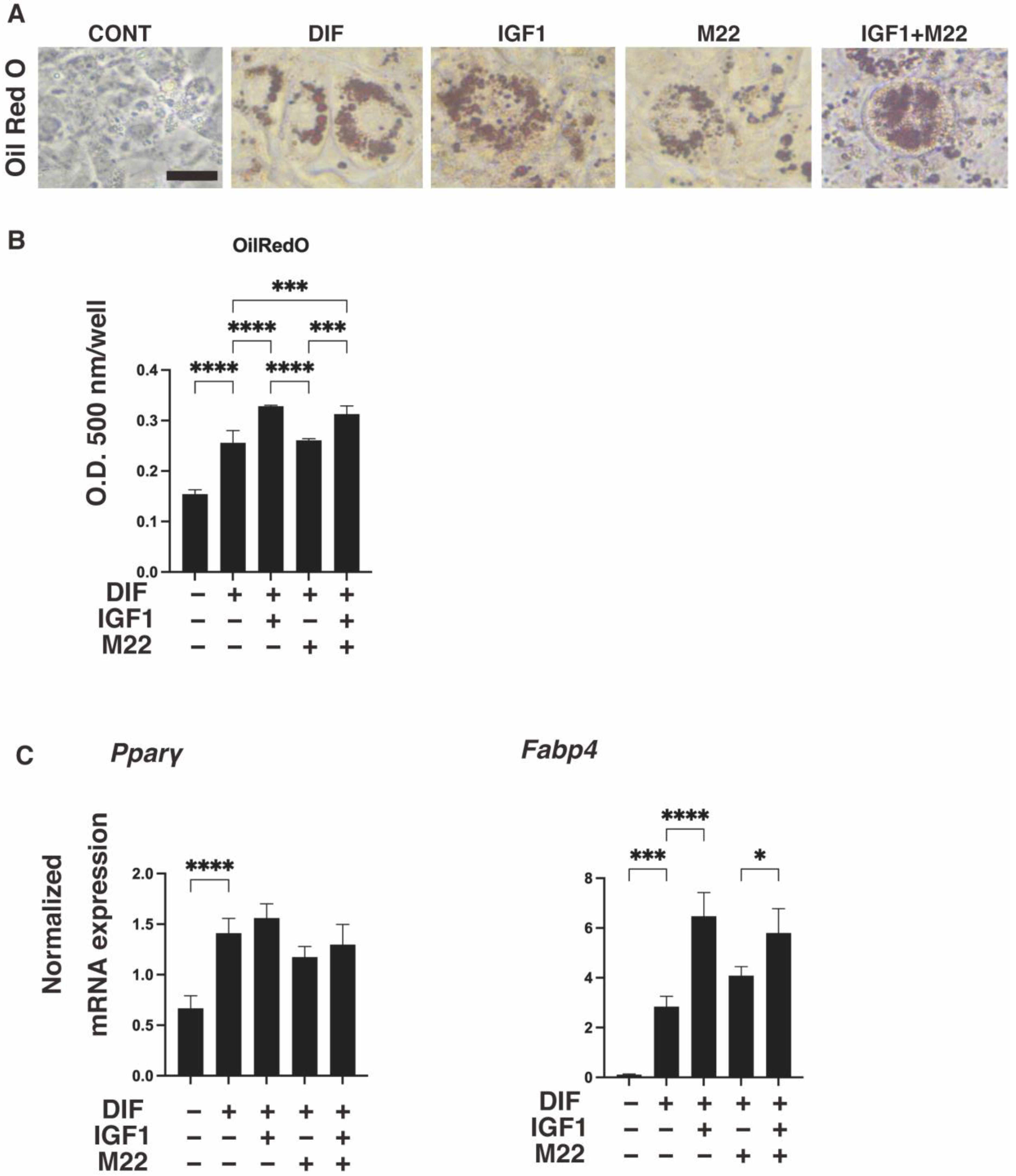 Ijms 24 01110 g001 Ijms 24 01110 g001