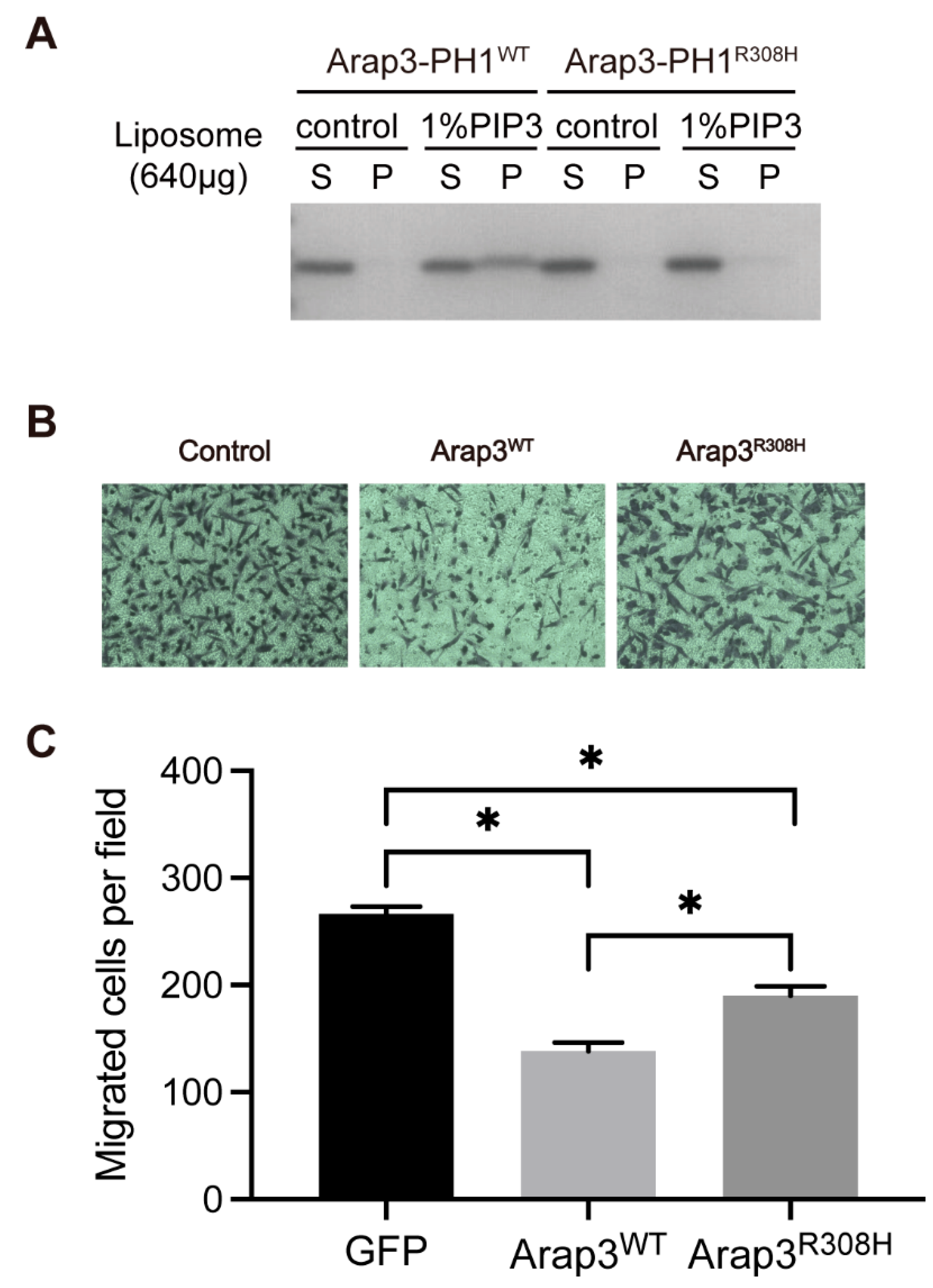Ijms 24 01125 g004 Ijms 24 01125 g004