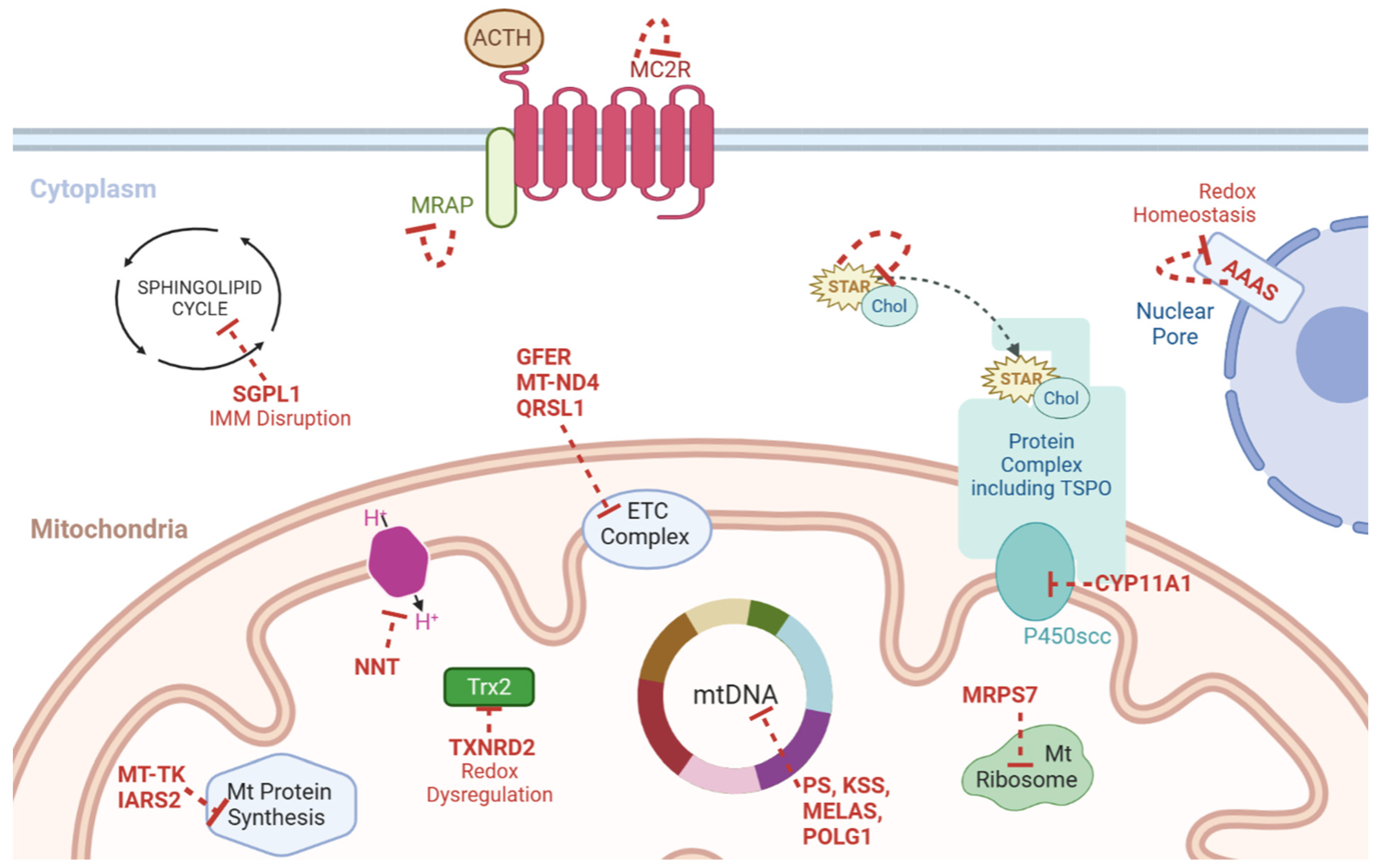Ijms 24 01126 g003 Ijms 24 01126 g003