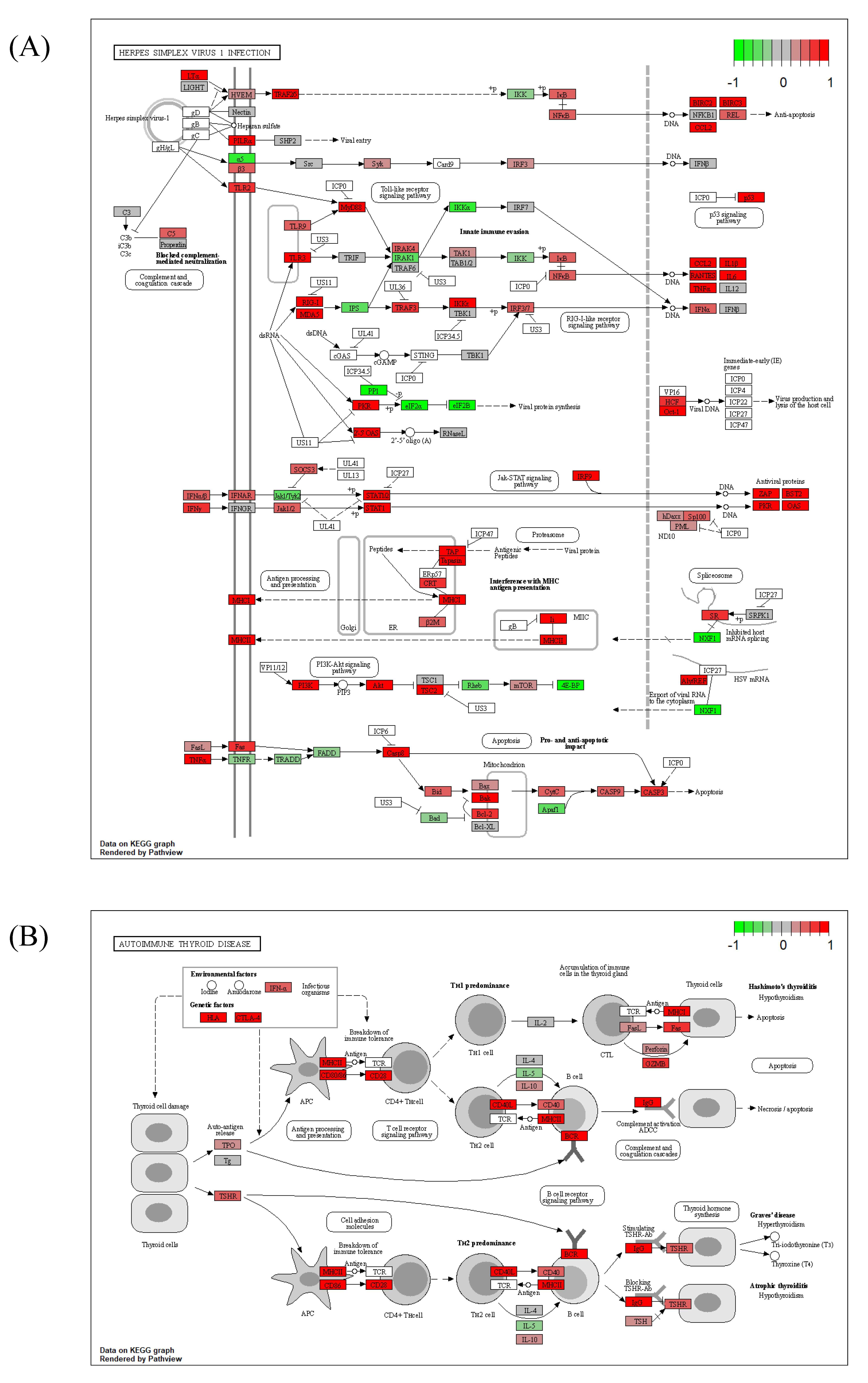 IJMS | Free Full-Text | Bioinformatics and Connectivity Map Analysis ...