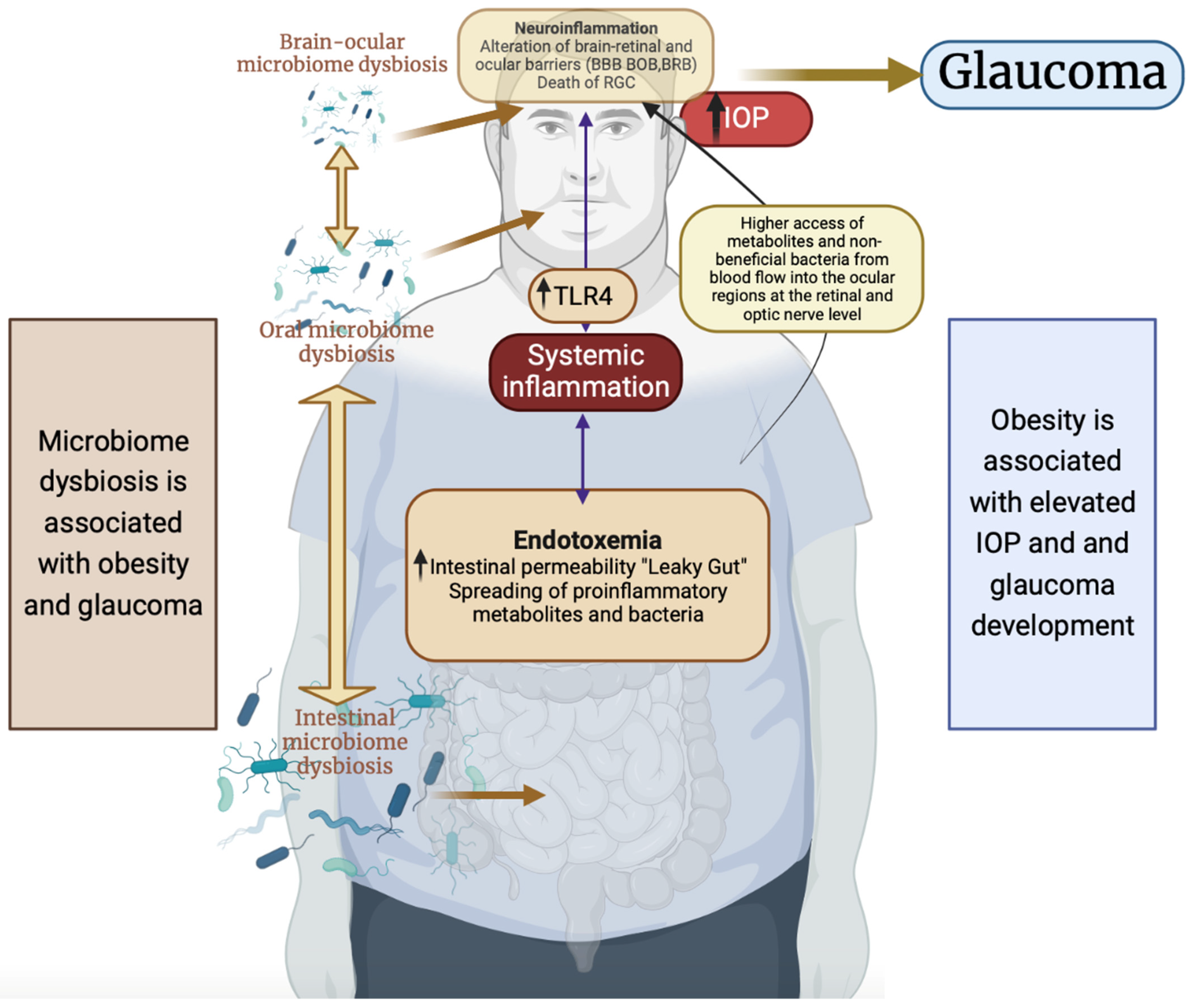 IJMS Free Full Text Microbiome Dysbiosis A Pathological  