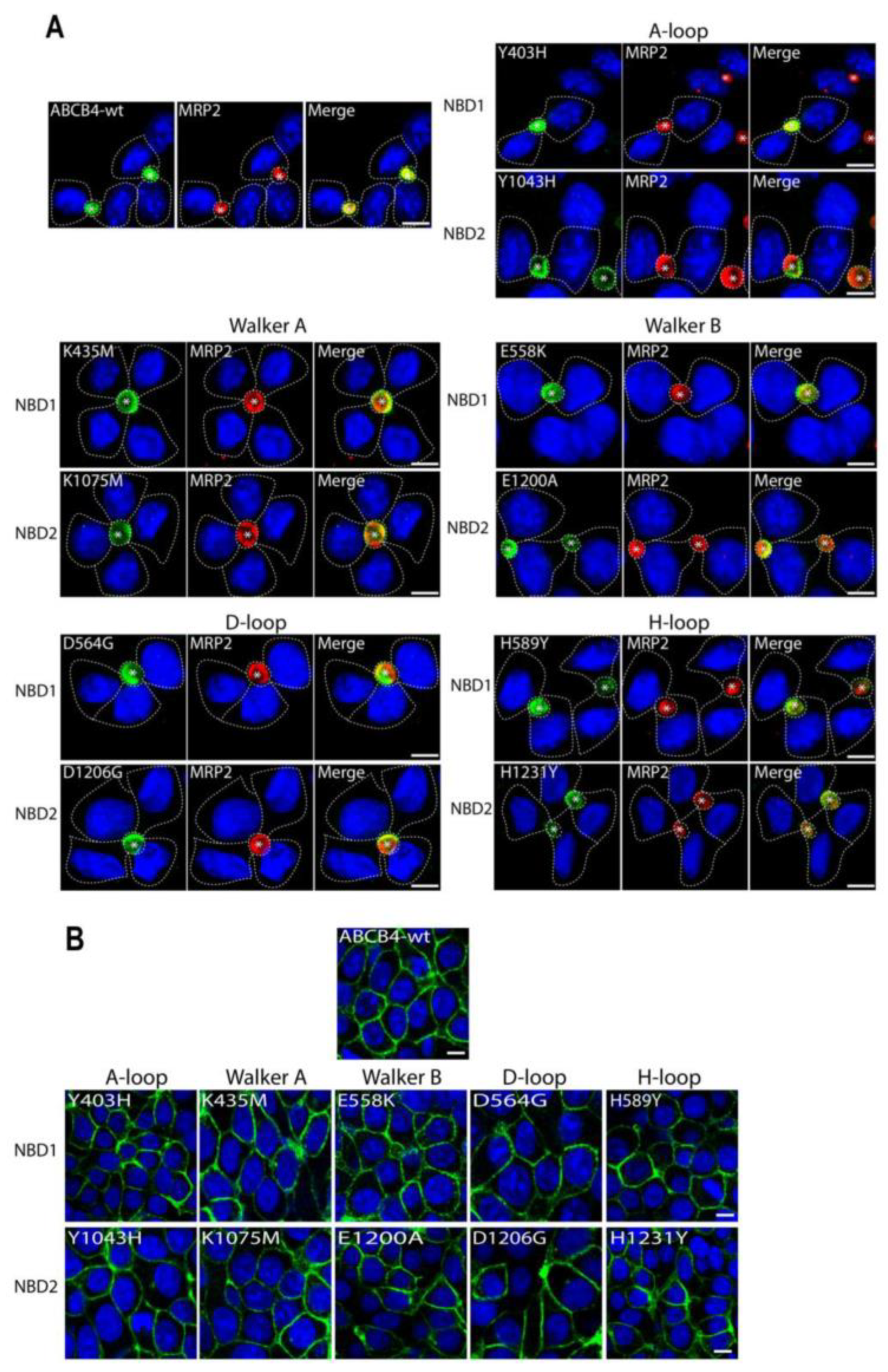Ijms 24 01236 g003 Ijms 24 01236 g003