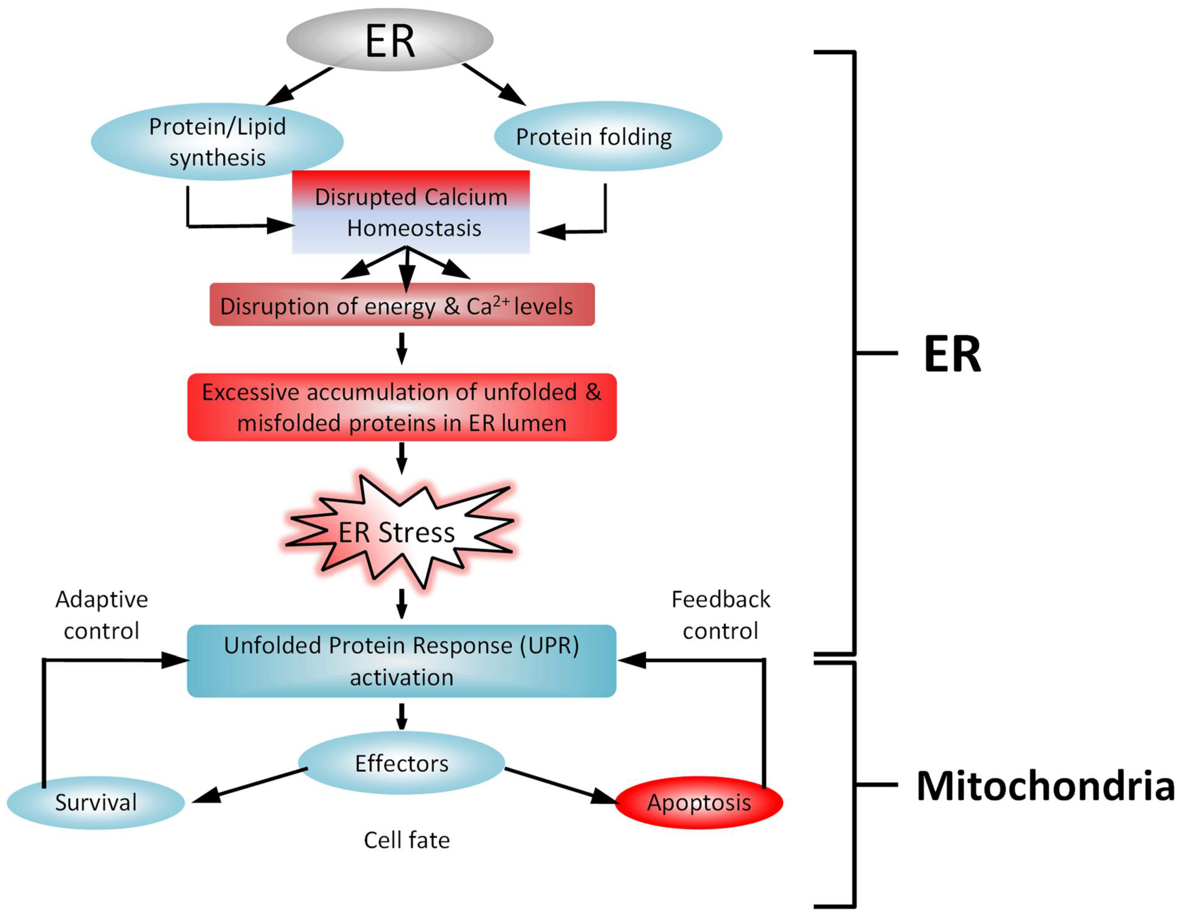 Ijms 24 01287 g003 Ijms 24 01287 g003