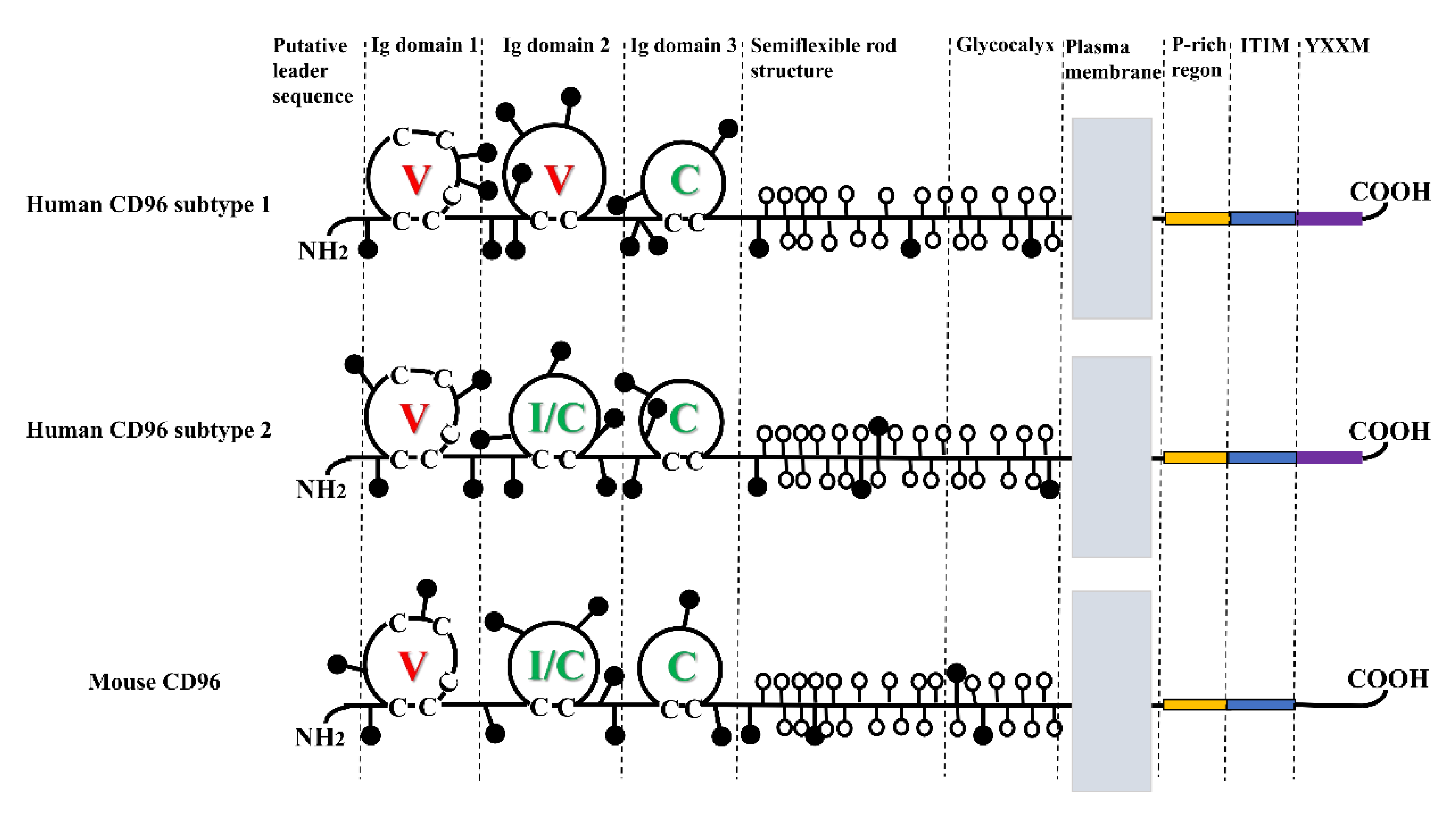 Ijms 24 01303 g001 Ijms 24 01303 g001