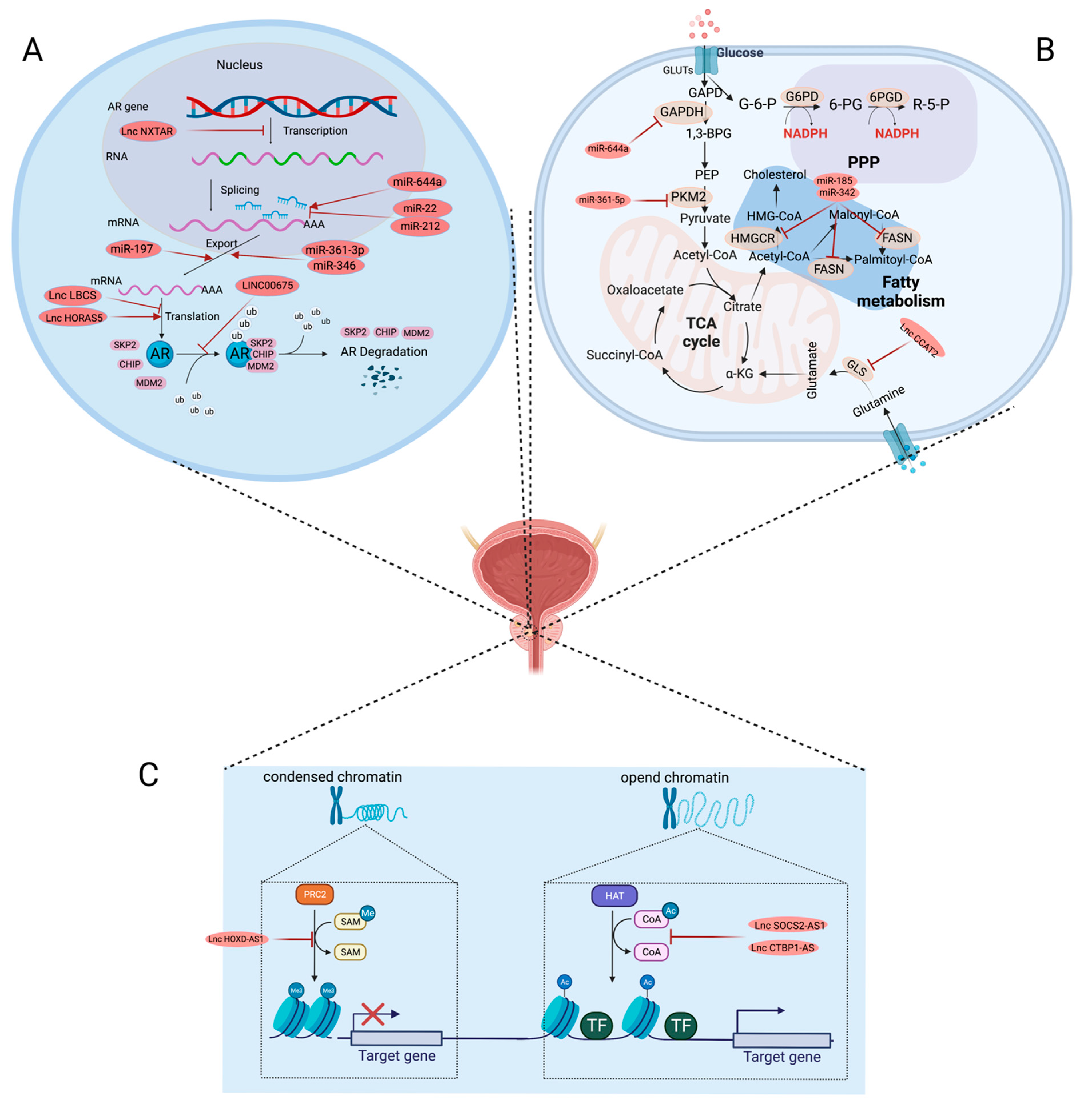 Electrochemical Genosensing of Overexpressed GAPDH Transcripts